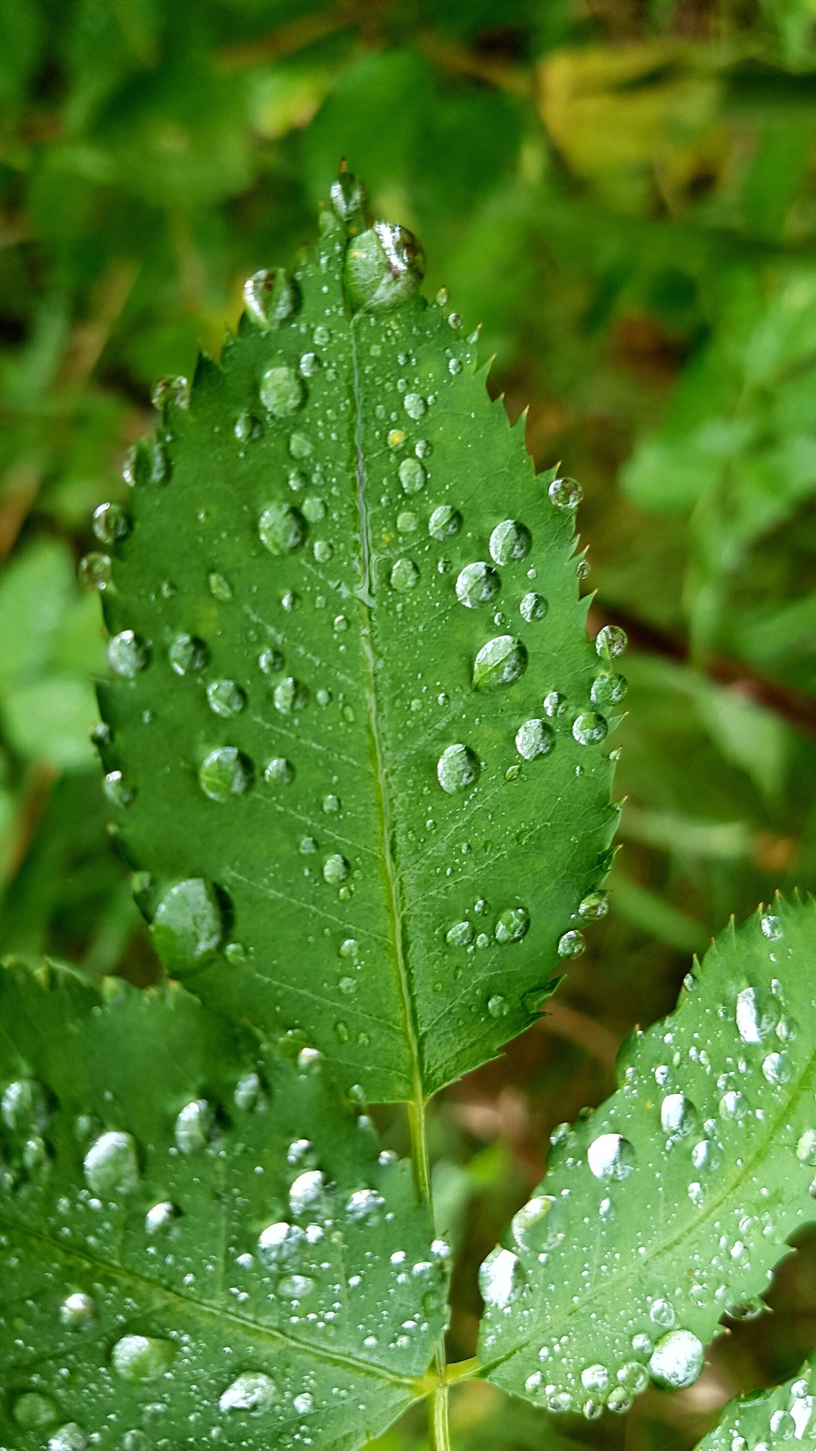 Samsung Galaxy S7 sample photo. Leaf, rain, dew photography