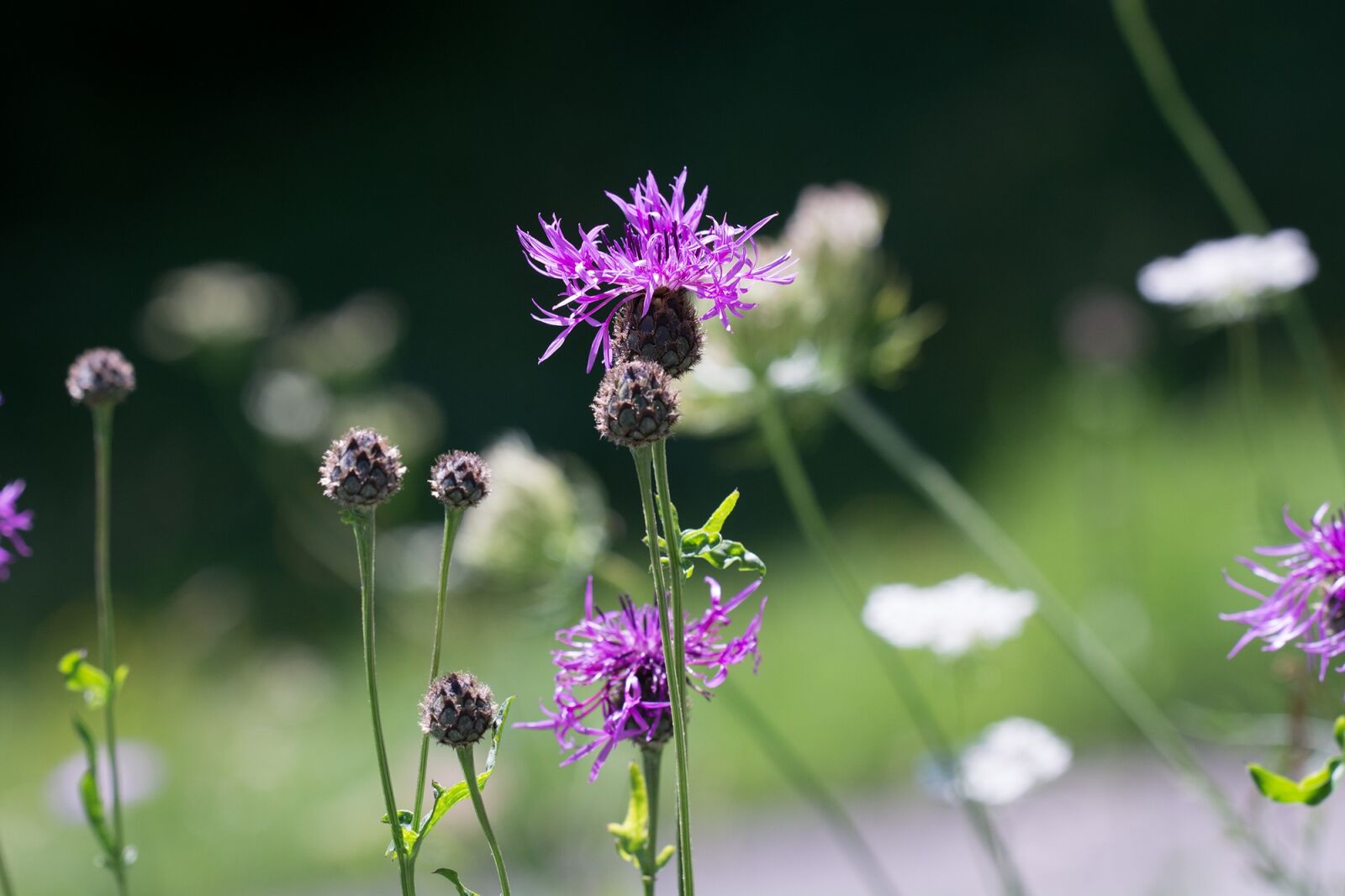 Nikon D7100 sample photo. Flower meadow, natural lawn photography