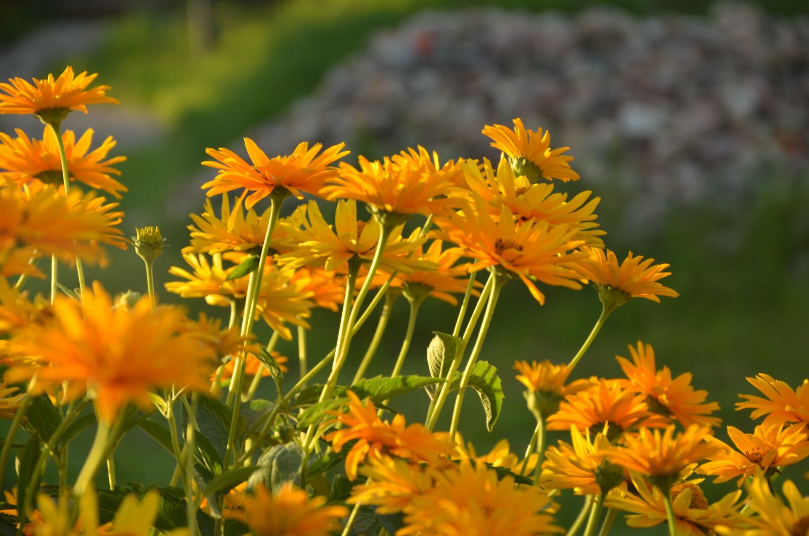 Nikon D5100 sample photo. Sunflowers, flowers, garden photography
