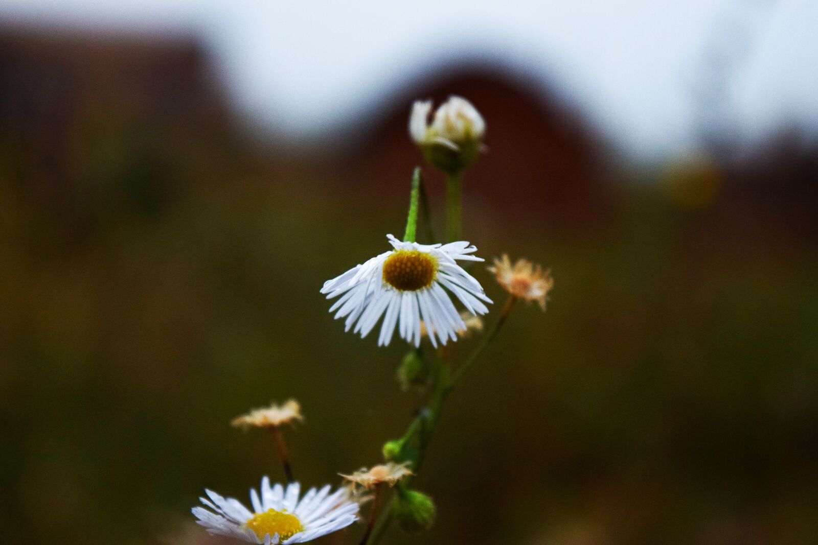 Nikon D5300 sample photo. Flower, field, fields photography