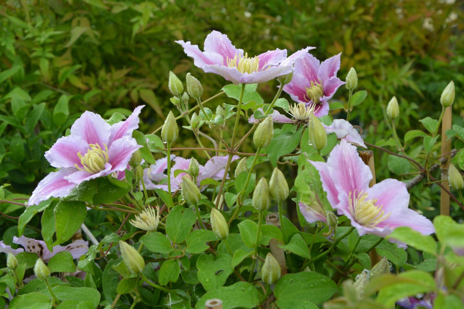 Nikon D5200 sample photo. Flowers, clematis, green leaves photography