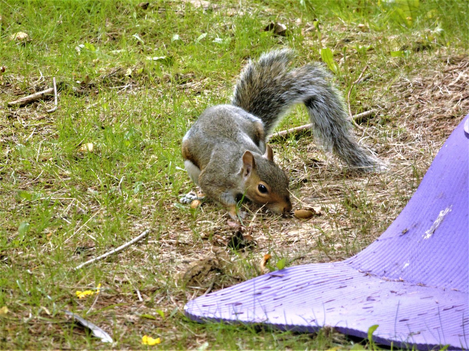 Sony Cyber-shot DSC-H400 sample photo. Squirrel, nature, animal photography