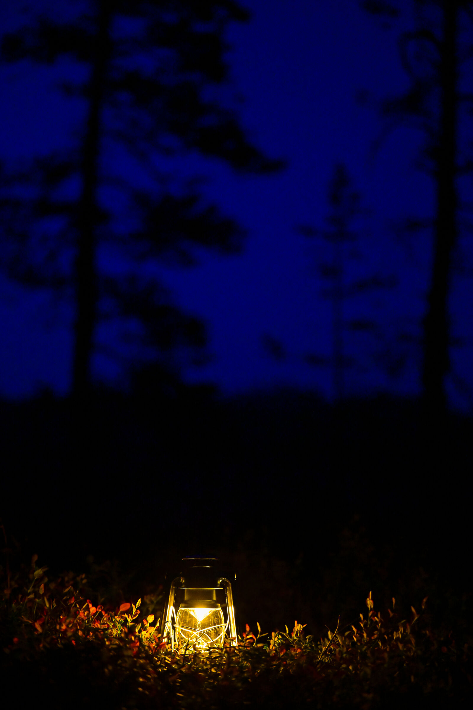 Nikon Nikkor Z 70-200mm F2.8 VR S sample photo. Lantern of the night photography
