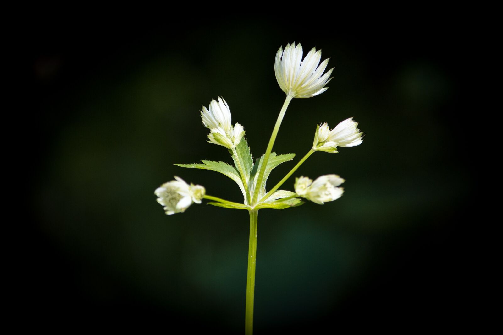Nikon D7100 sample photo. Flower, forest flower, pointed photography