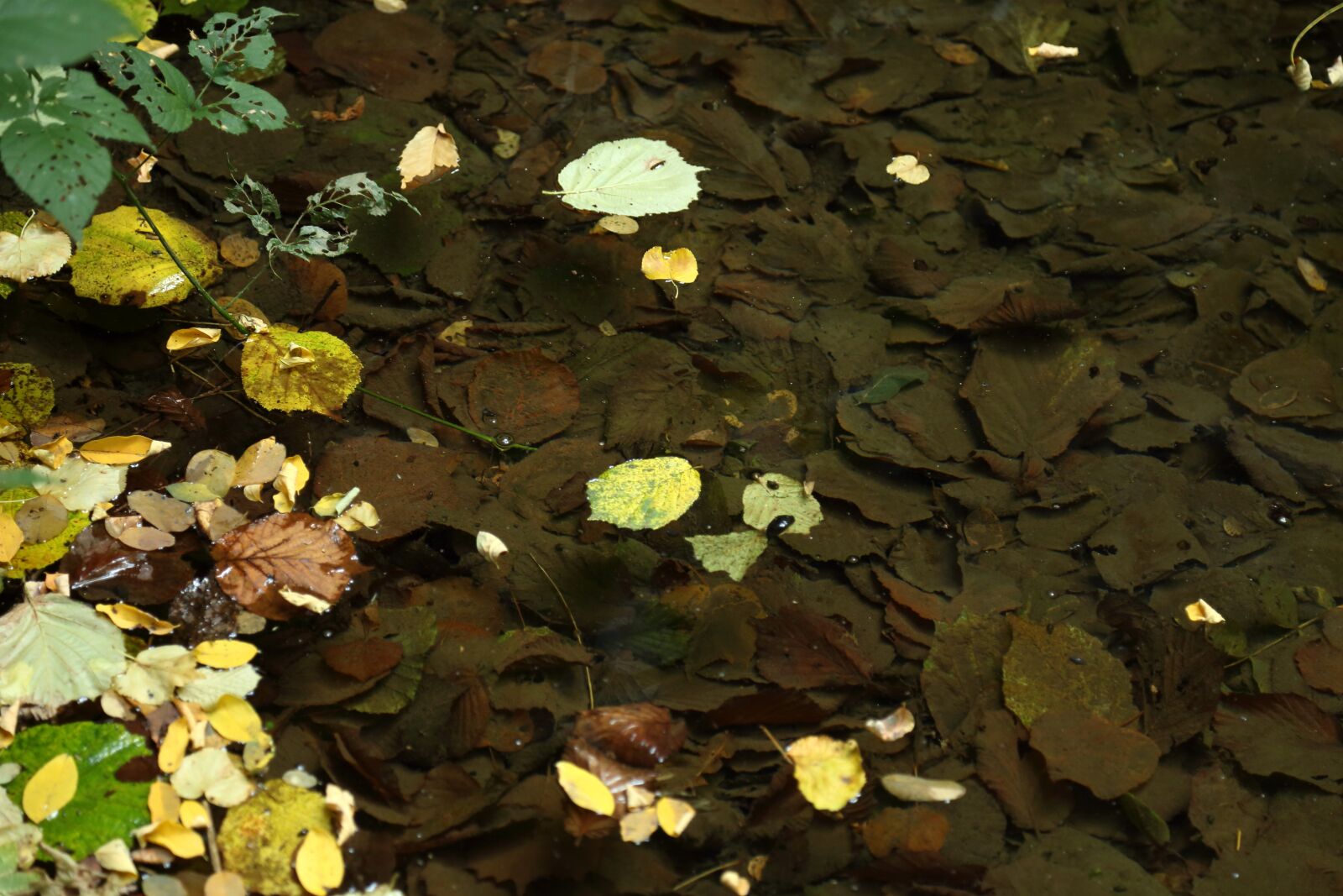 Canon EF 24-105mm F4L IS USM sample photo. Leaves, autumn, nature photography