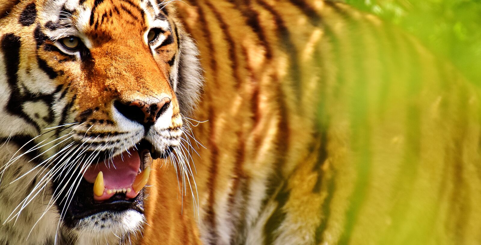Nikon D7200 sample photo. Tiger, predator, fur photography