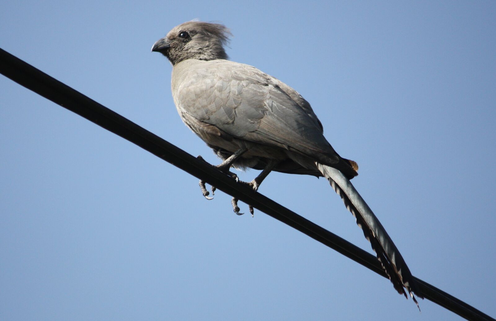 Canon EOS 450D (EOS Rebel XSi / EOS Kiss X2) sample photo. Grey lourie, bird, animal photography