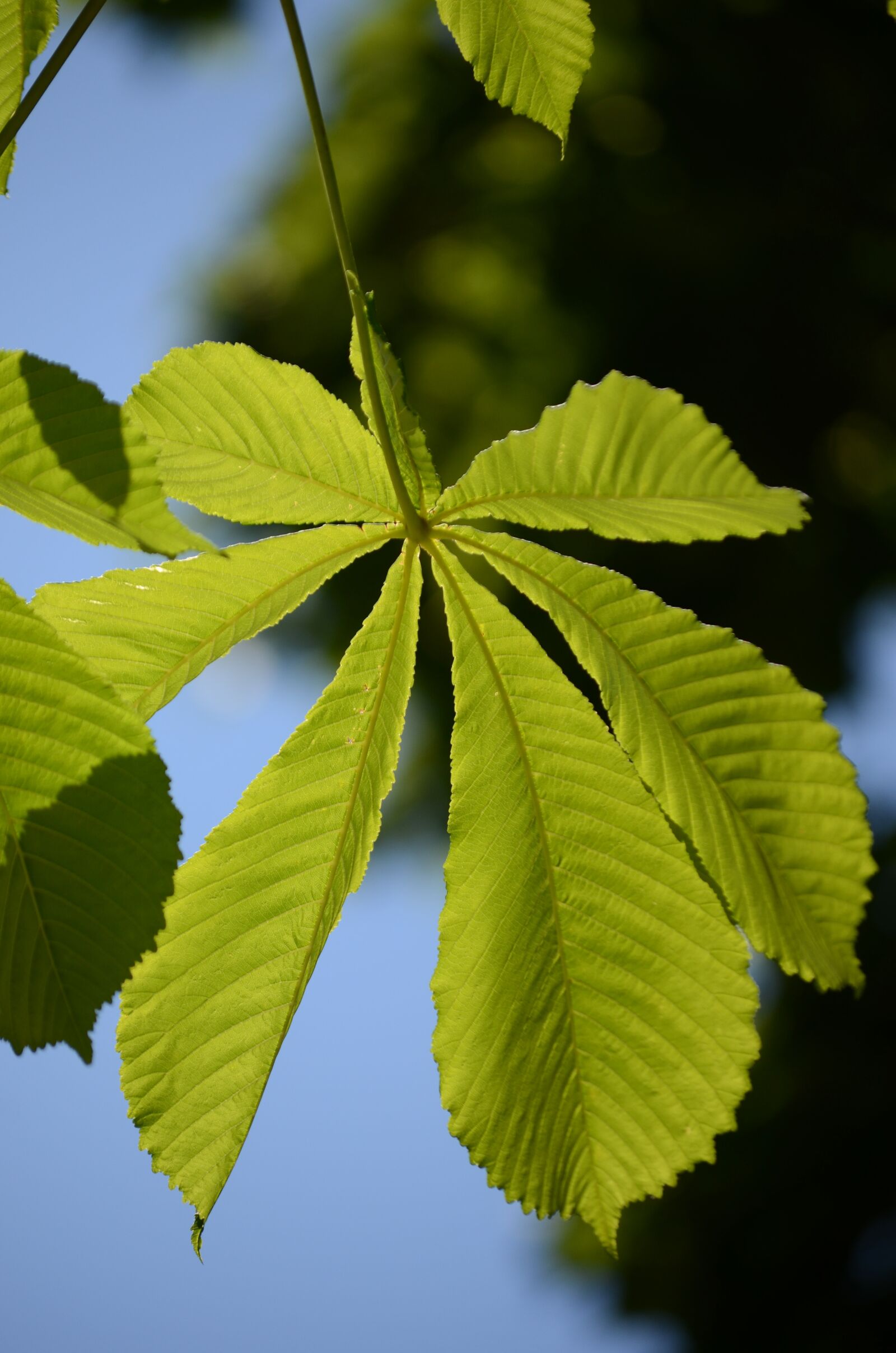 Nikon D7000 sample photo. Leaves, green, nature photography