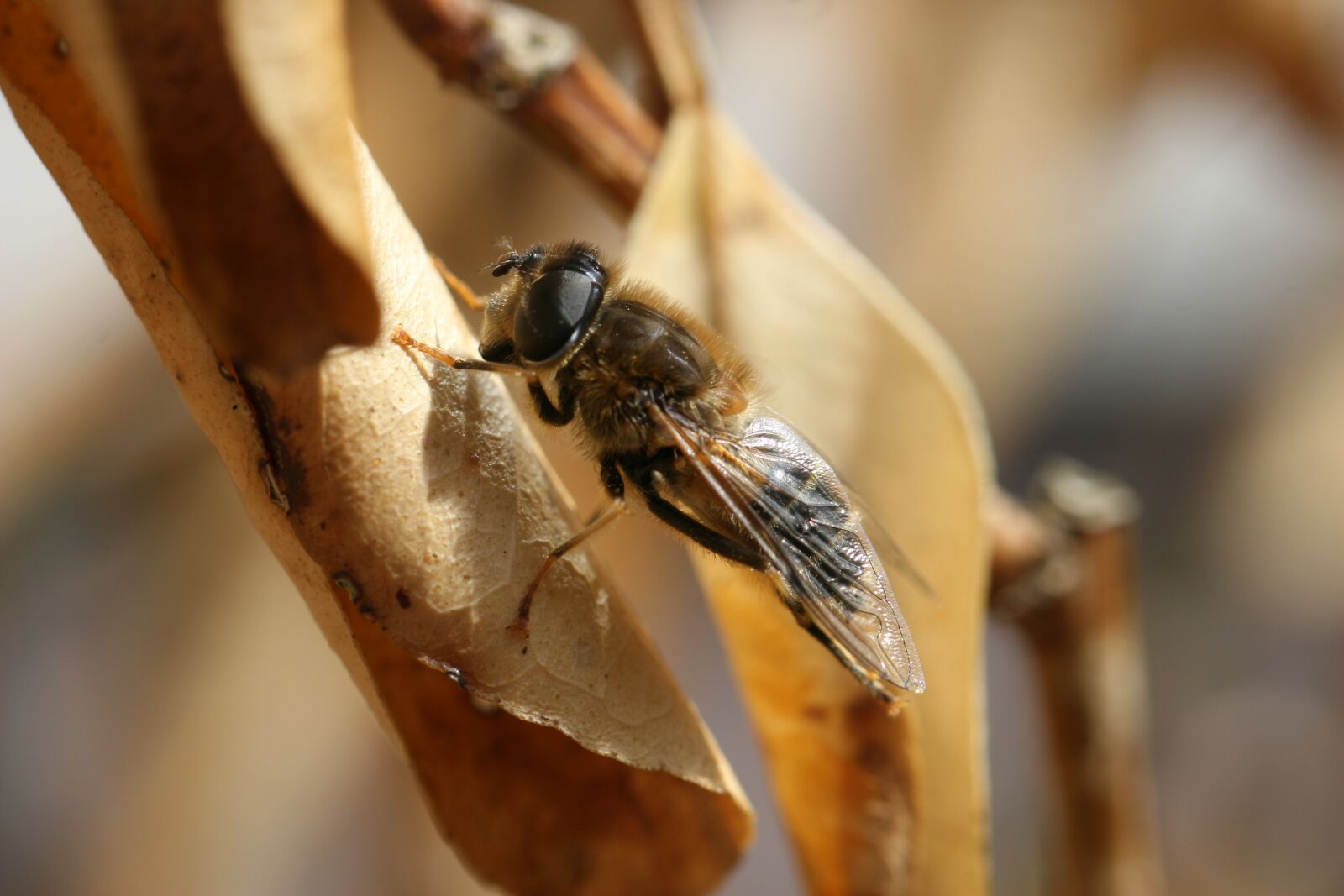 Canon EOS 30D sample photo. Bug, nature, outdoor photography