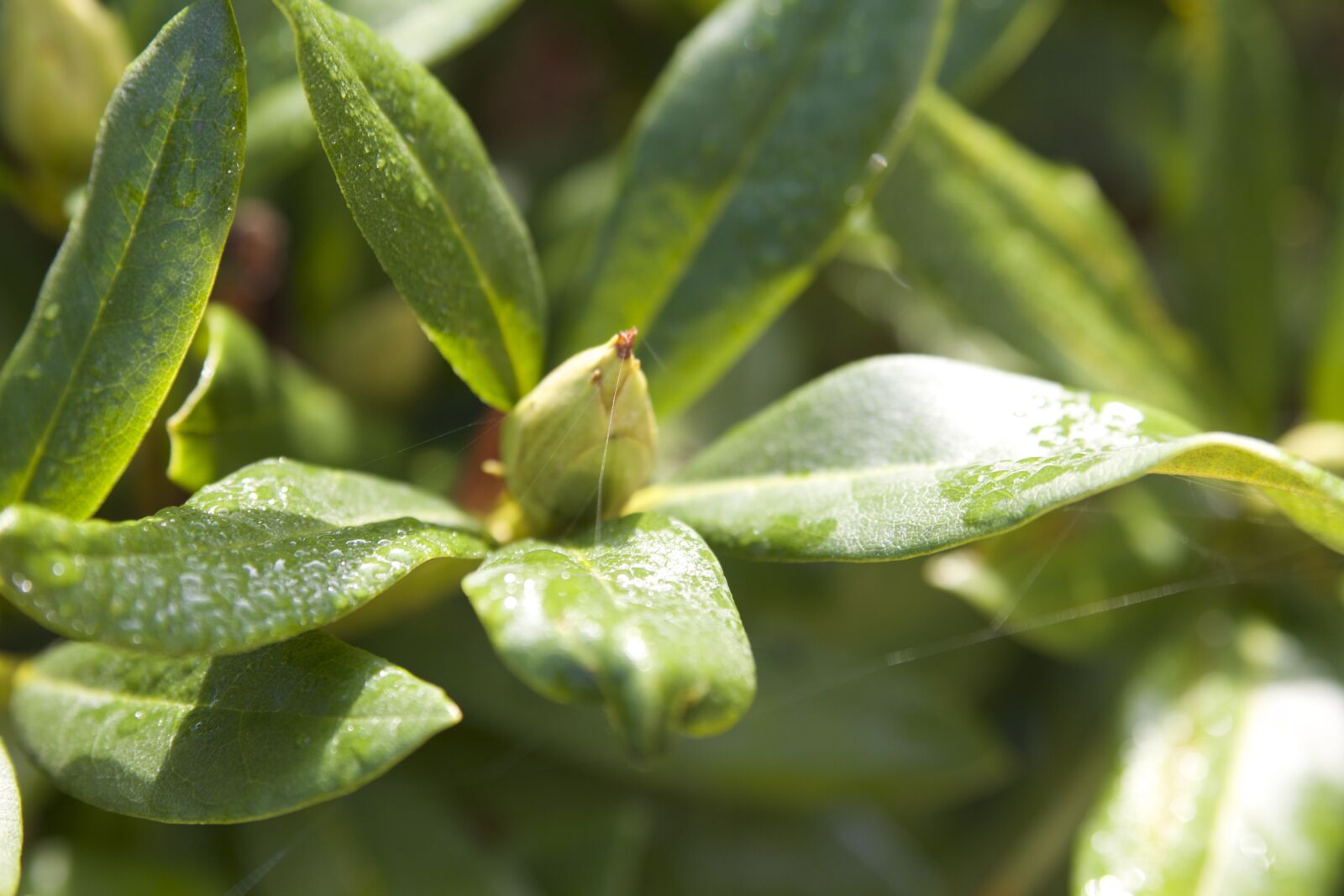 Canon EOS 650D (EOS Rebel T4i / EOS Kiss X6i) sample photo. Macro, nature, colors photography