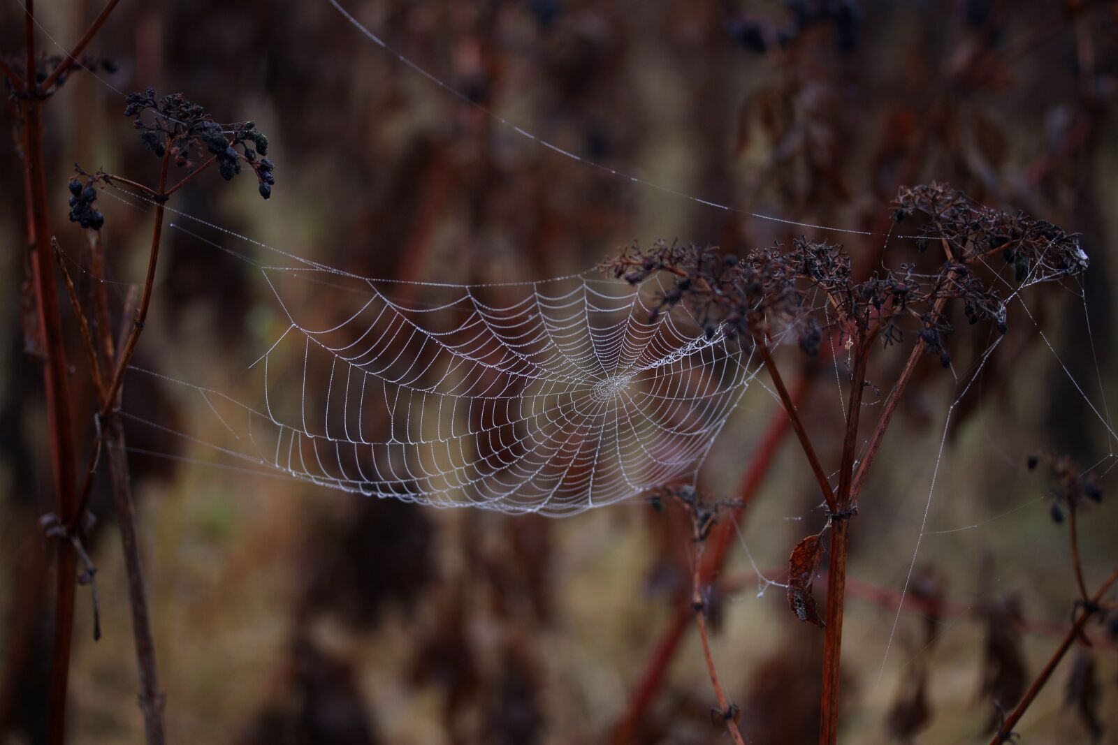 Canon EF-S 60mm F2.8 Macro USM sample photo. Spider web, wet, hooked photography