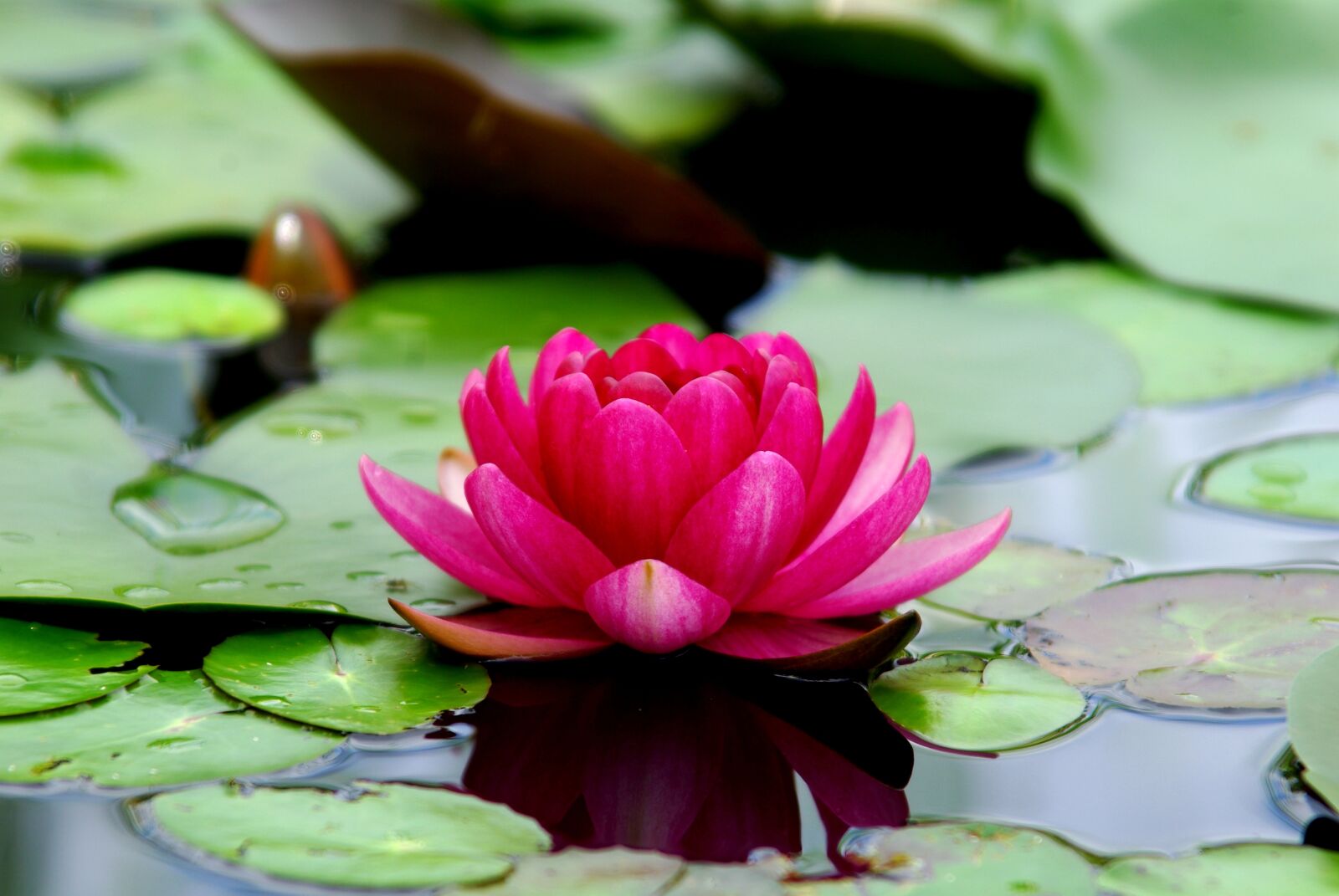 Samsung GX-10 sample photo. Flowers, lotus, water lilies photography