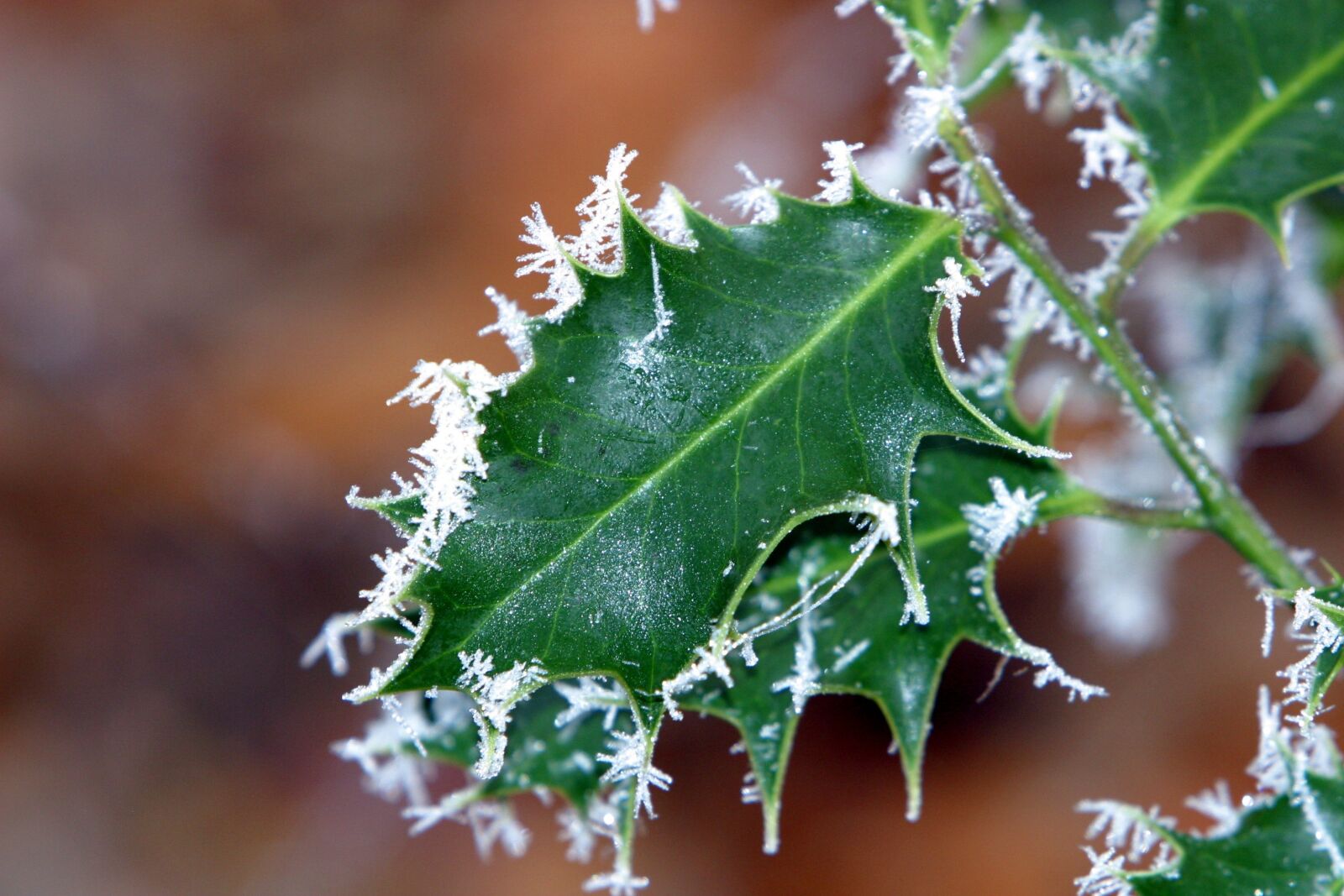 Canon EOS D60 sample photo. Winter, ilex, hoarfrost photography