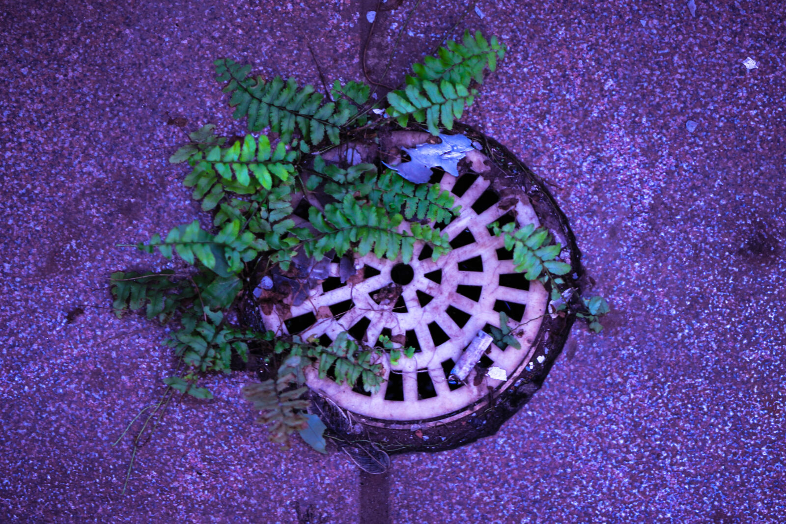 Canon EOS 700D (EOS Rebel T5i / EOS Kiss X7i) sample photo. Ground, nature, plant photography