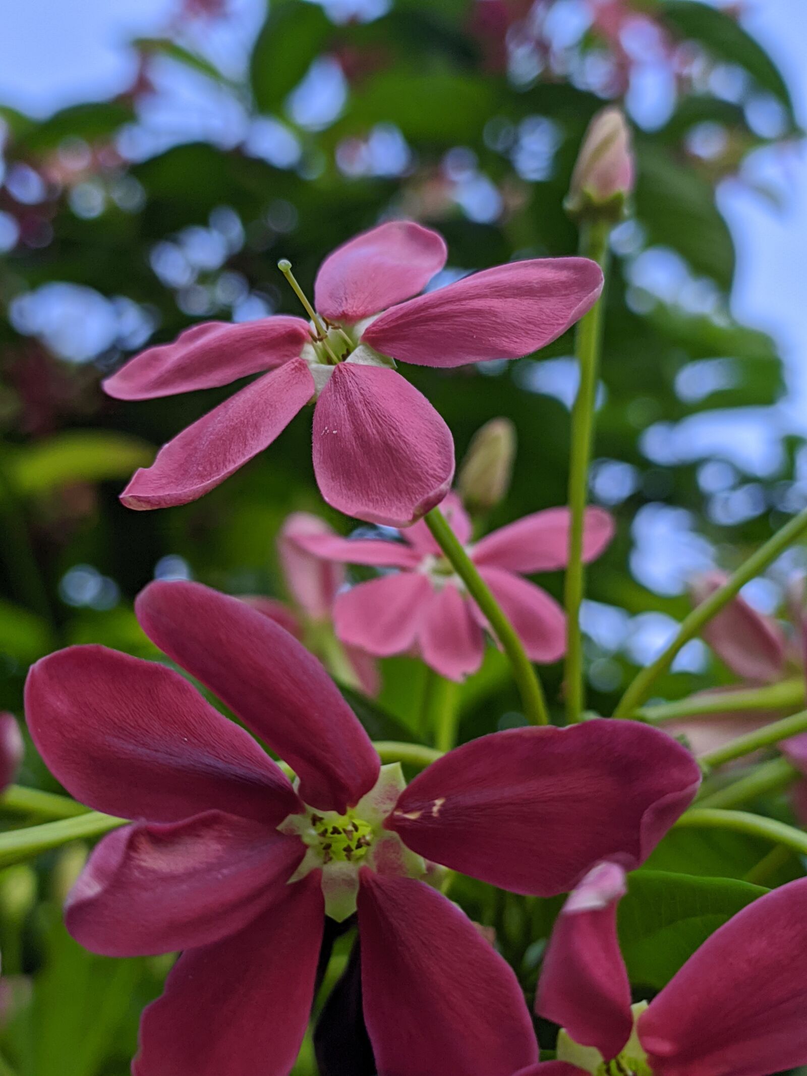 Xiaomi Redmi Note 7 sample photo. Flores, plantas, naturaleza photography