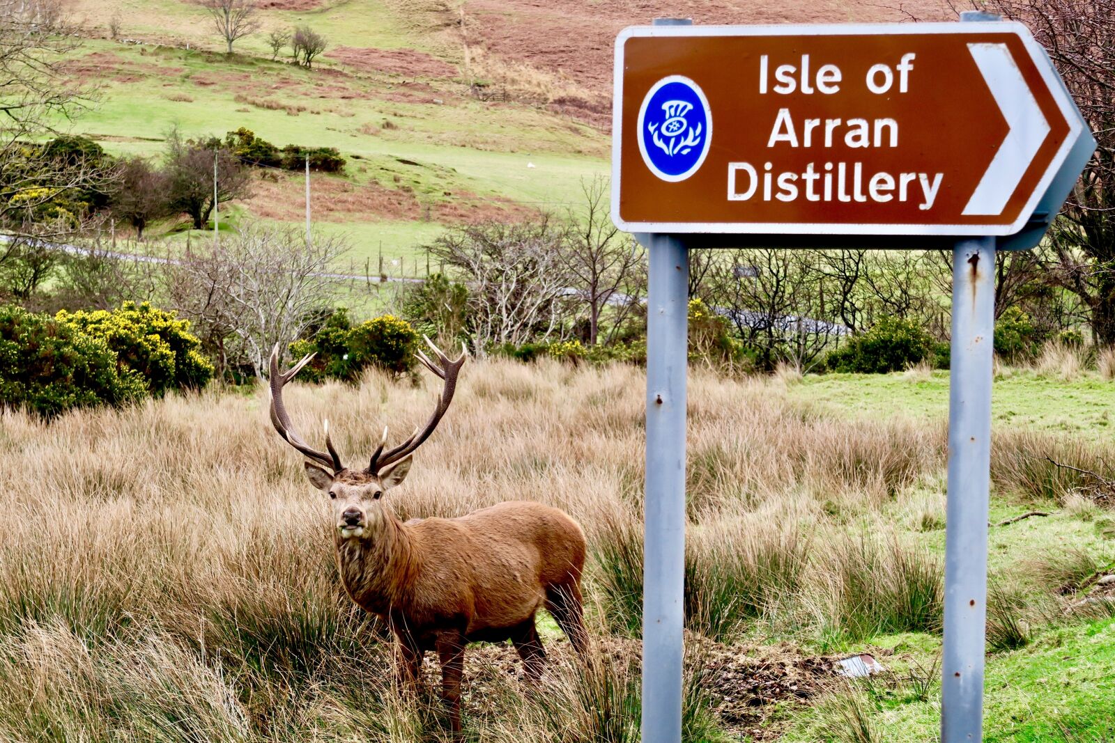 Canon PowerShot G7 X sample photo. Deer, scotland, surprise photography