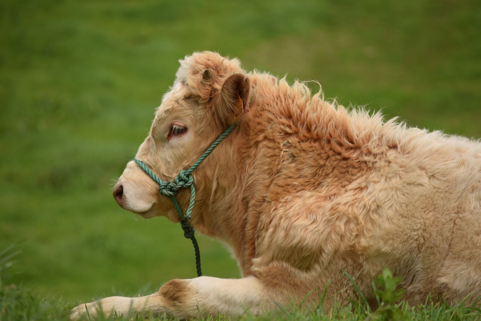Nikon D3300 sample photo. Bull, calf, animal photography