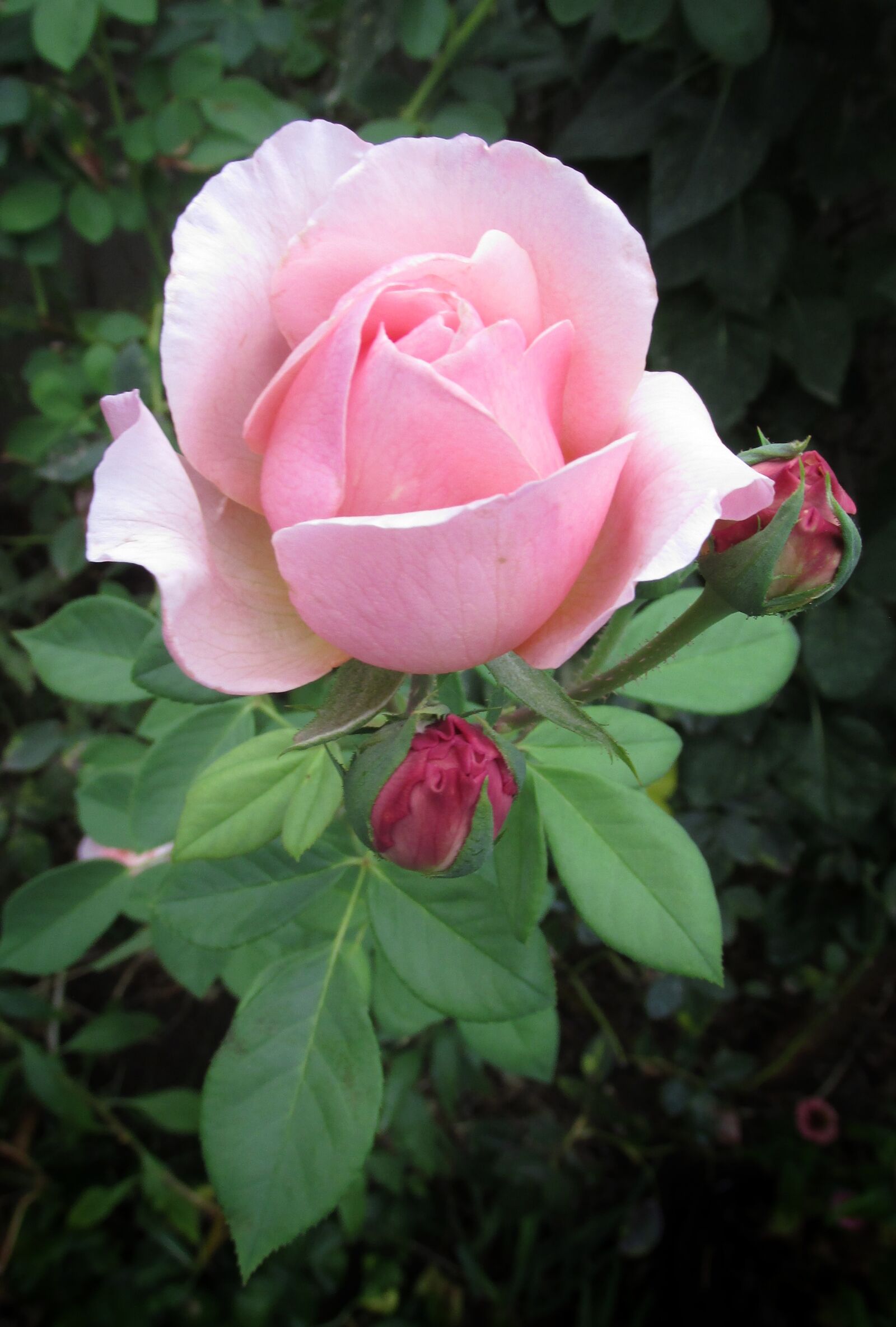 Canon PowerShot SX170 IS sample photo. Flower, pink, rose photography