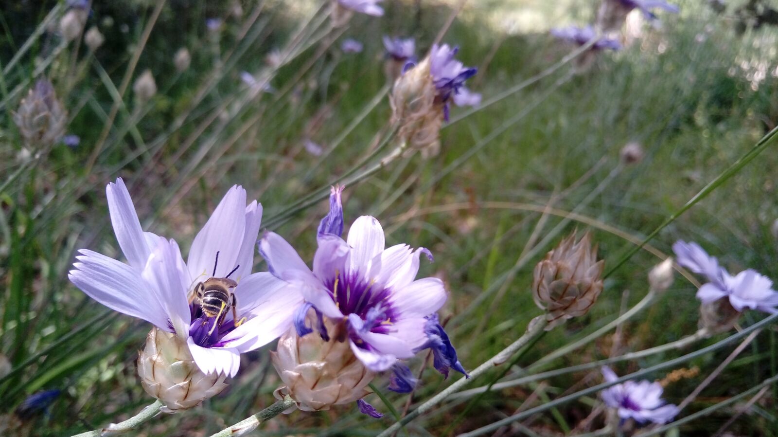 LG X POWER sample photo. Flowers, bumblebee, insect photography