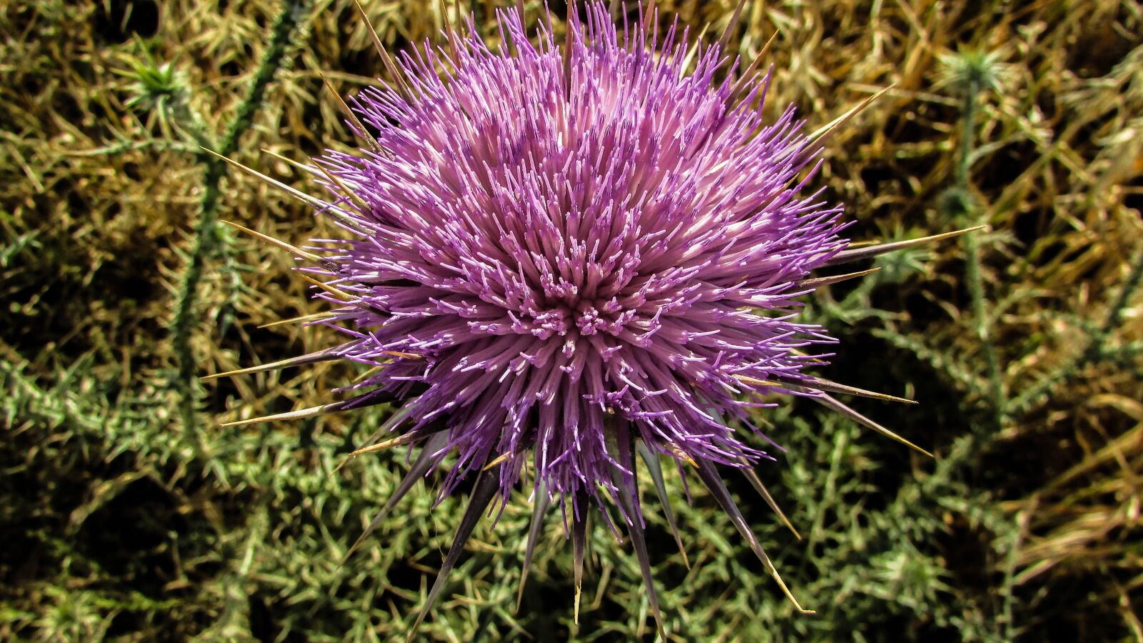 Canon PowerShot SX400 IS sample photo. Cyprus, cavo greko, national photography