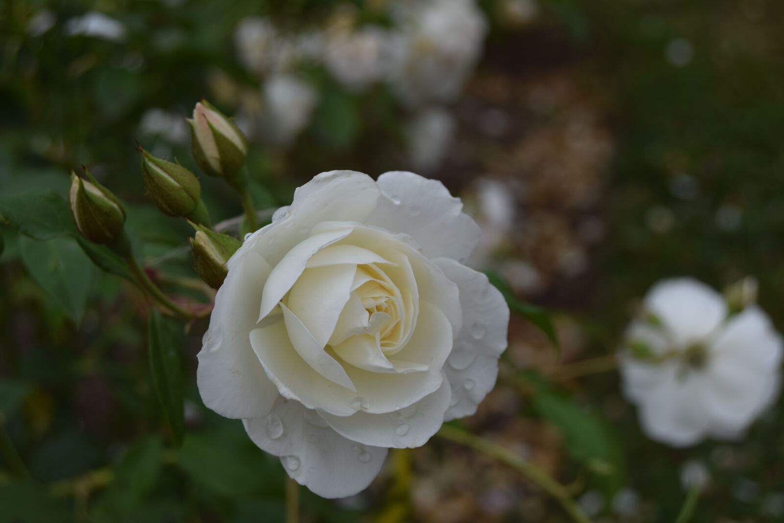 Nikon D3300 sample photo. Pink, white, flowers photography
