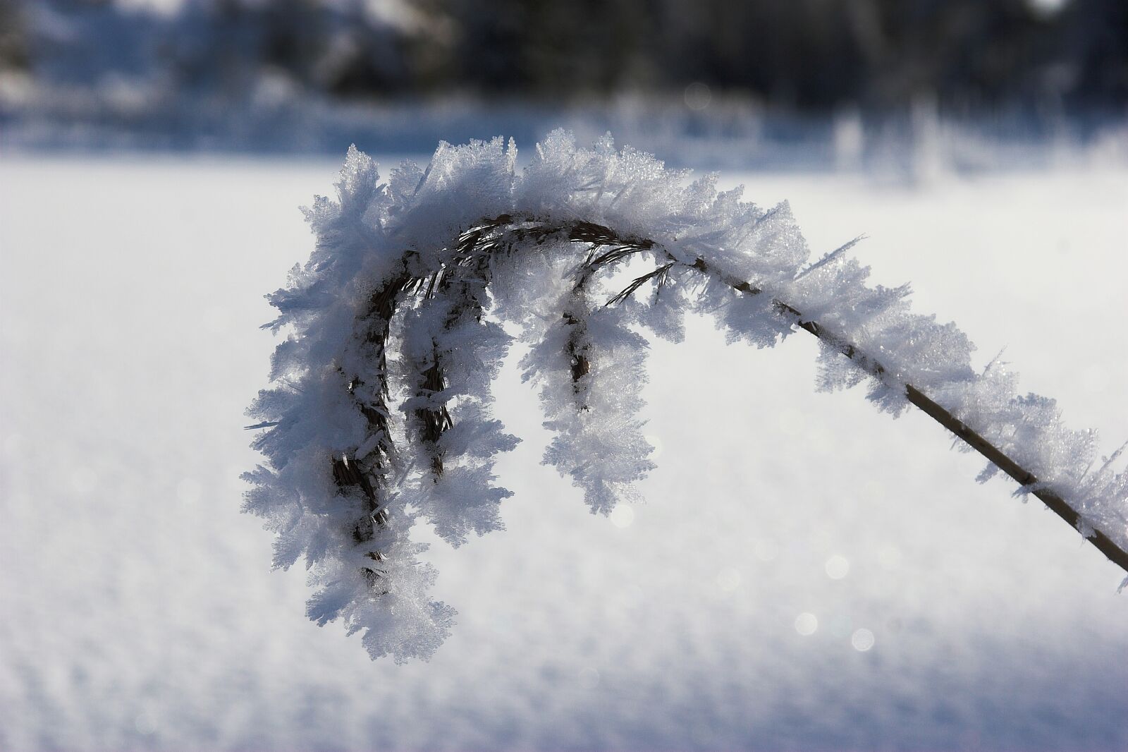 Canon EOS 20D sample photo. Winter, frost, snowflakes photography