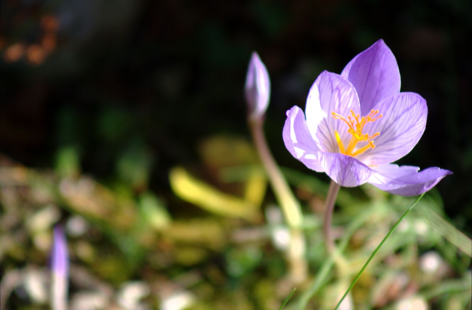 Canon EOS 1000D (EOS Digital Rebel XS / EOS Kiss F) sample photo. Colchicum hybrid, blossom, bloom photography