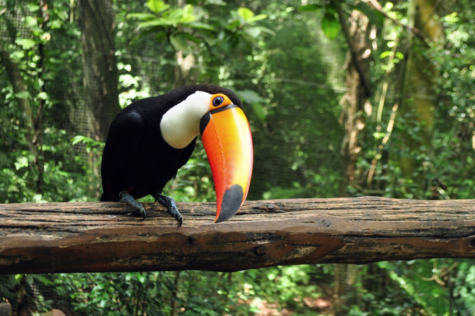 Nikon D5000 sample photo. Animals, tropical bird, ave photography