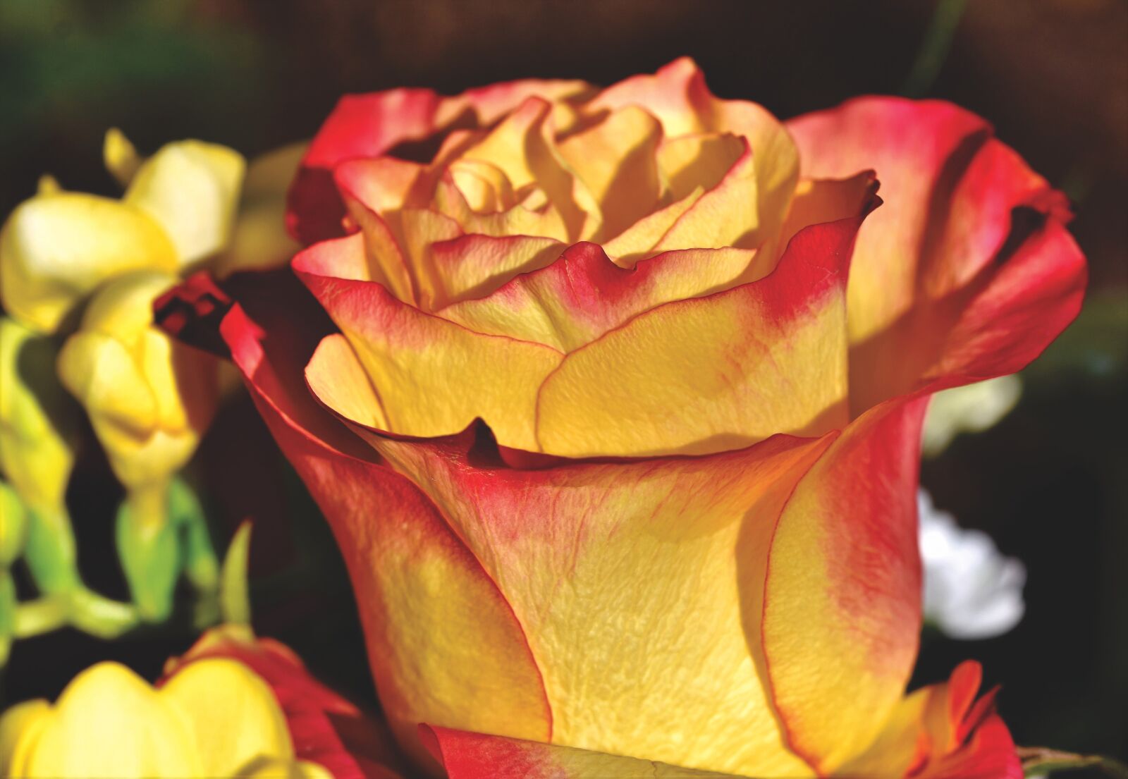 Nikon D7200 sample photo. Rose, rose bloom, blossom photography
