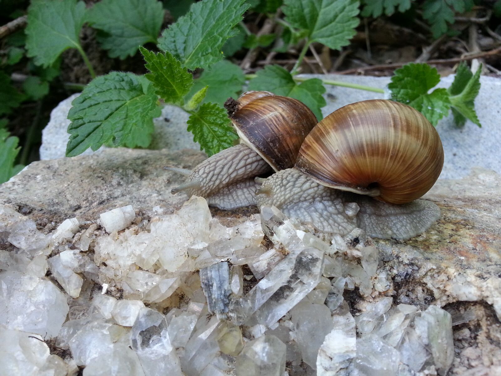 Samsung Galaxy Note2 sample photo. Crystal, roman snail, snail photography
