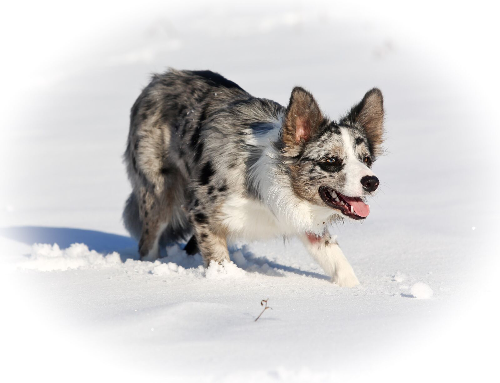 Canon EF 70-200mm F2.8L USM sample photo. Dog, border collie, animals photography