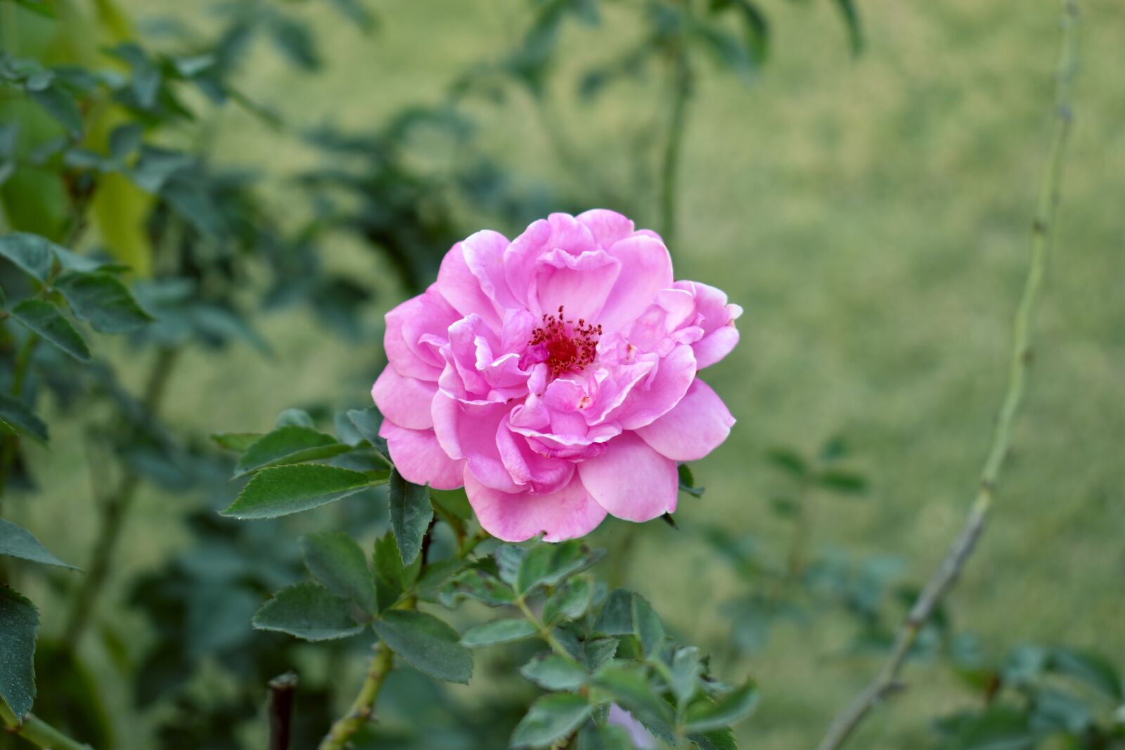 Nikon D5600 sample photo. Flower, rose, pink rose photography