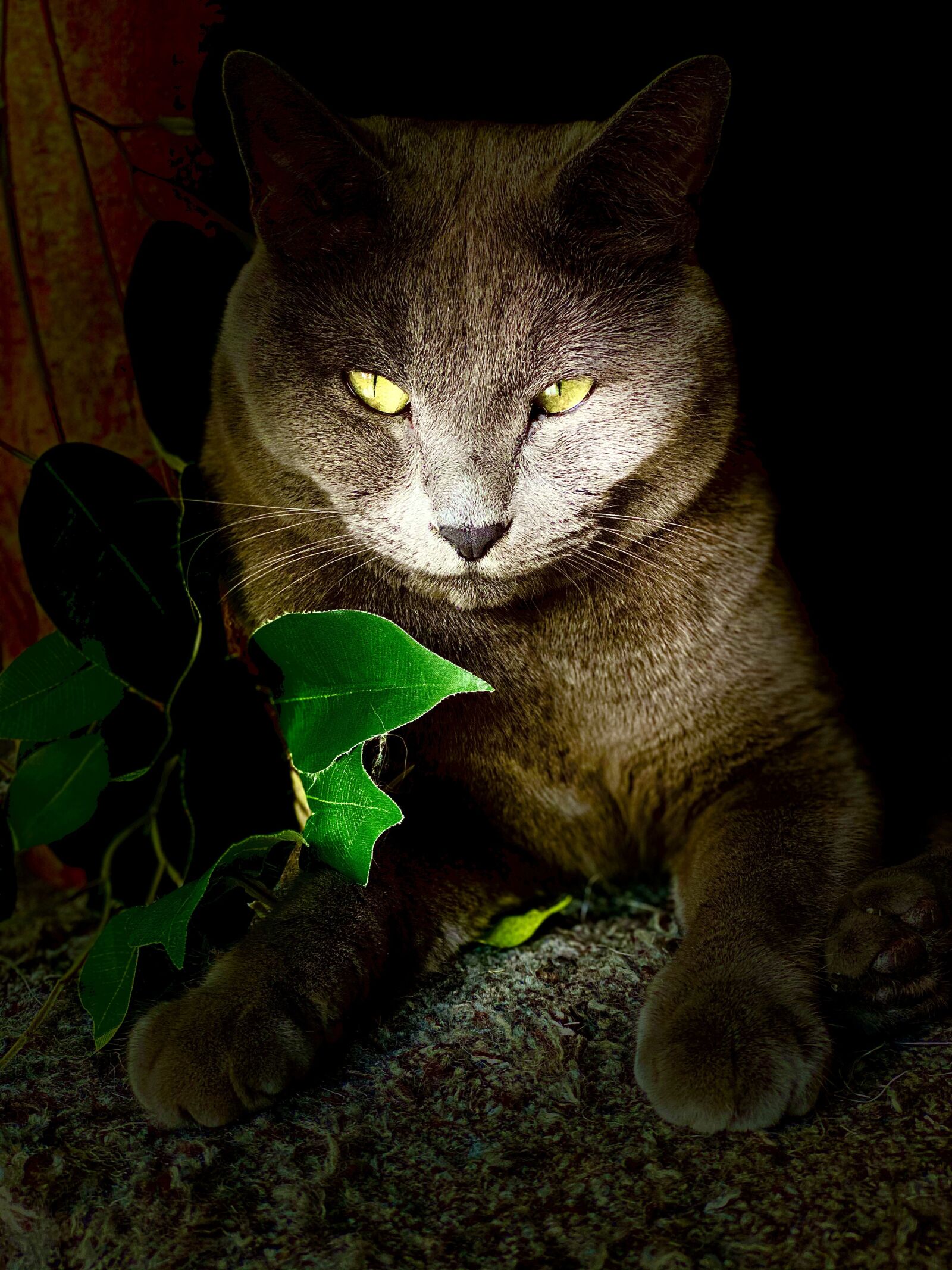 Apple iPhone 11 Pro Max sample photo. Cat, pet, domestic cat photography