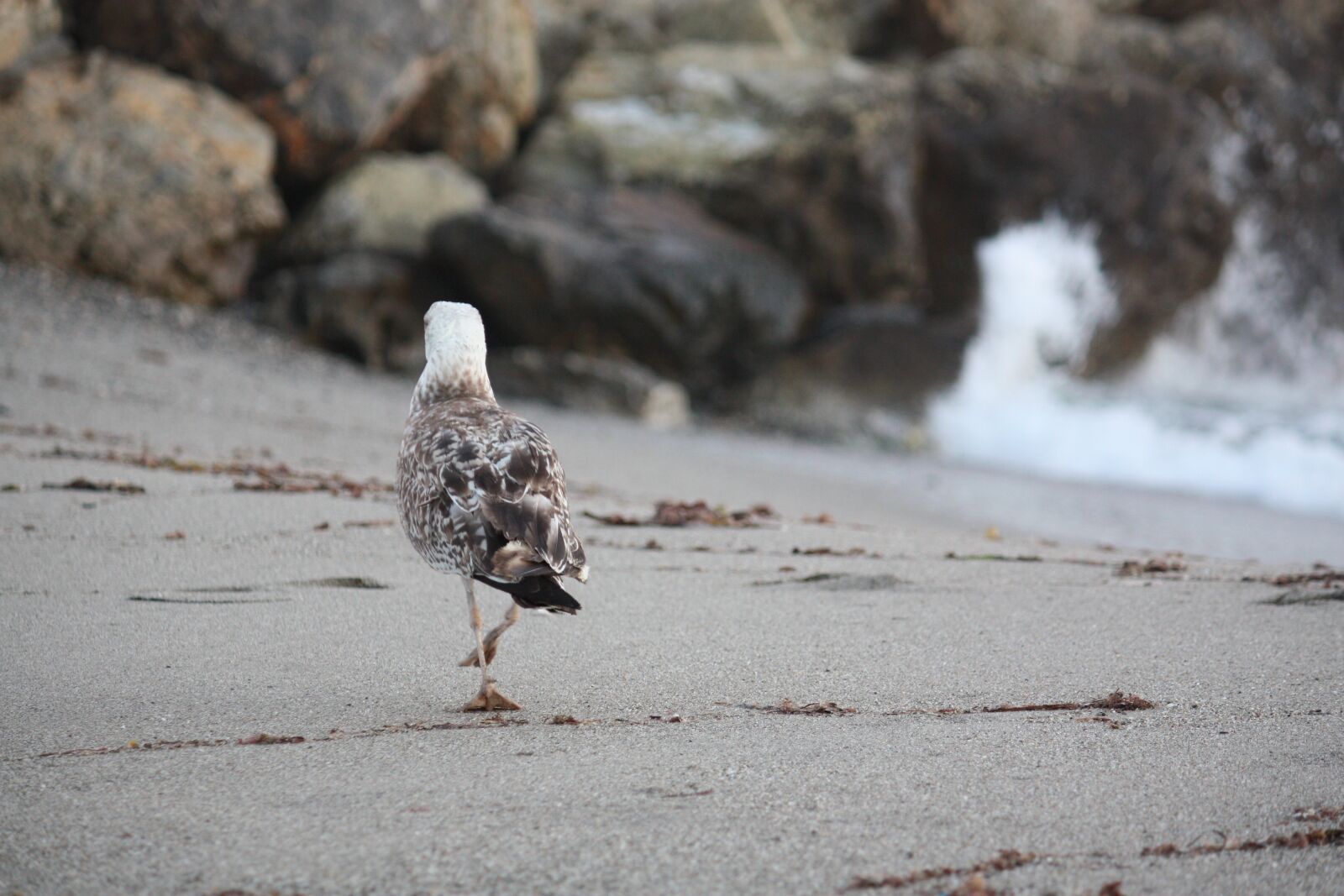 Canon EOS 450D (EOS Rebel XSi / EOS Kiss X2) sample photo. Sea, beach, seagull photography
