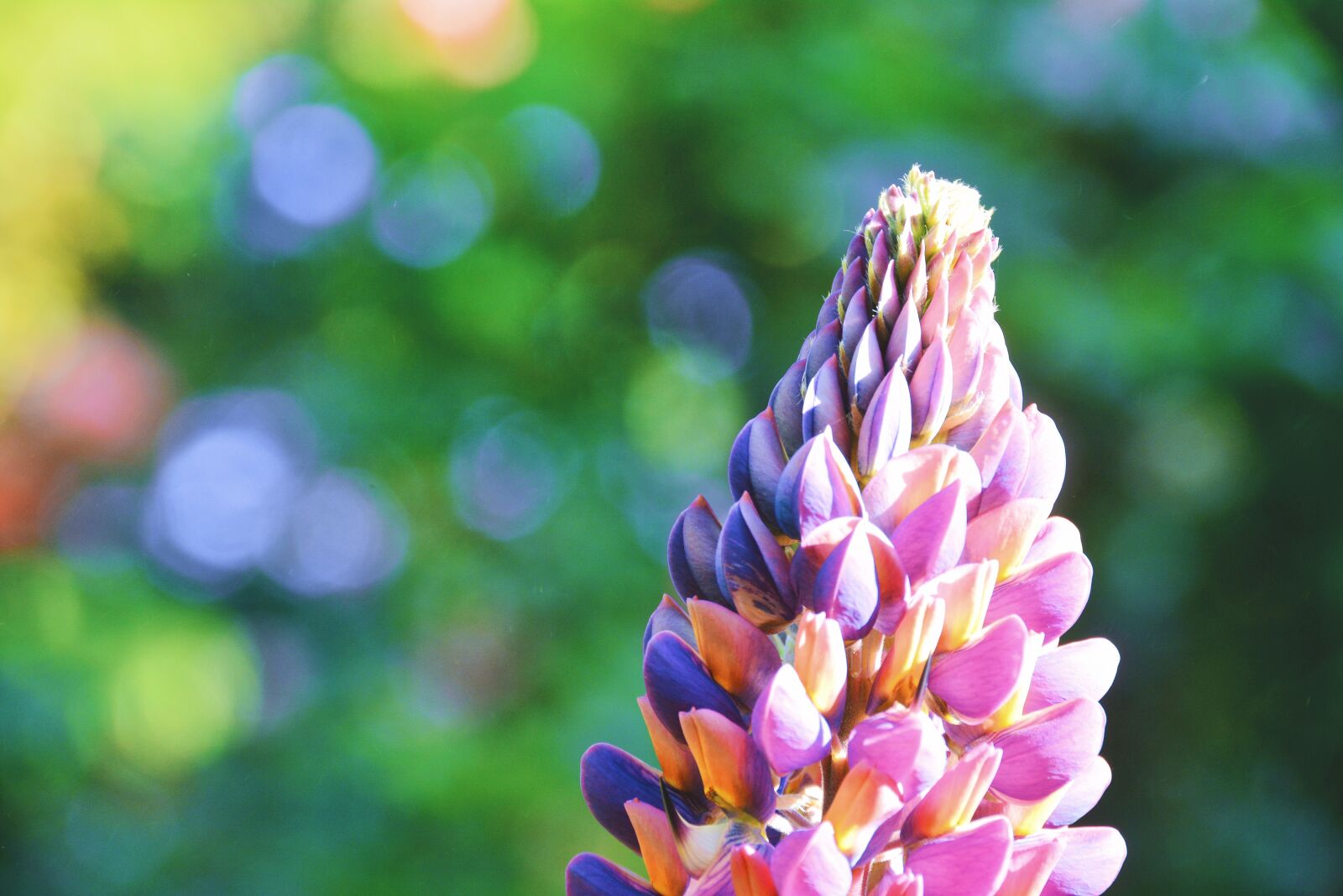 Nikon D7100 sample photo. Flower, lupine, bloom photography
