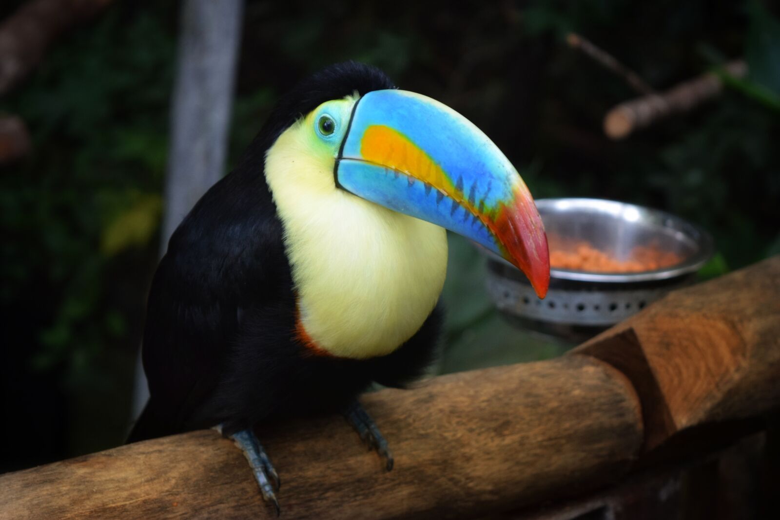 Nikon D3300 sample photo. Wildlife, outdoors, wood photography