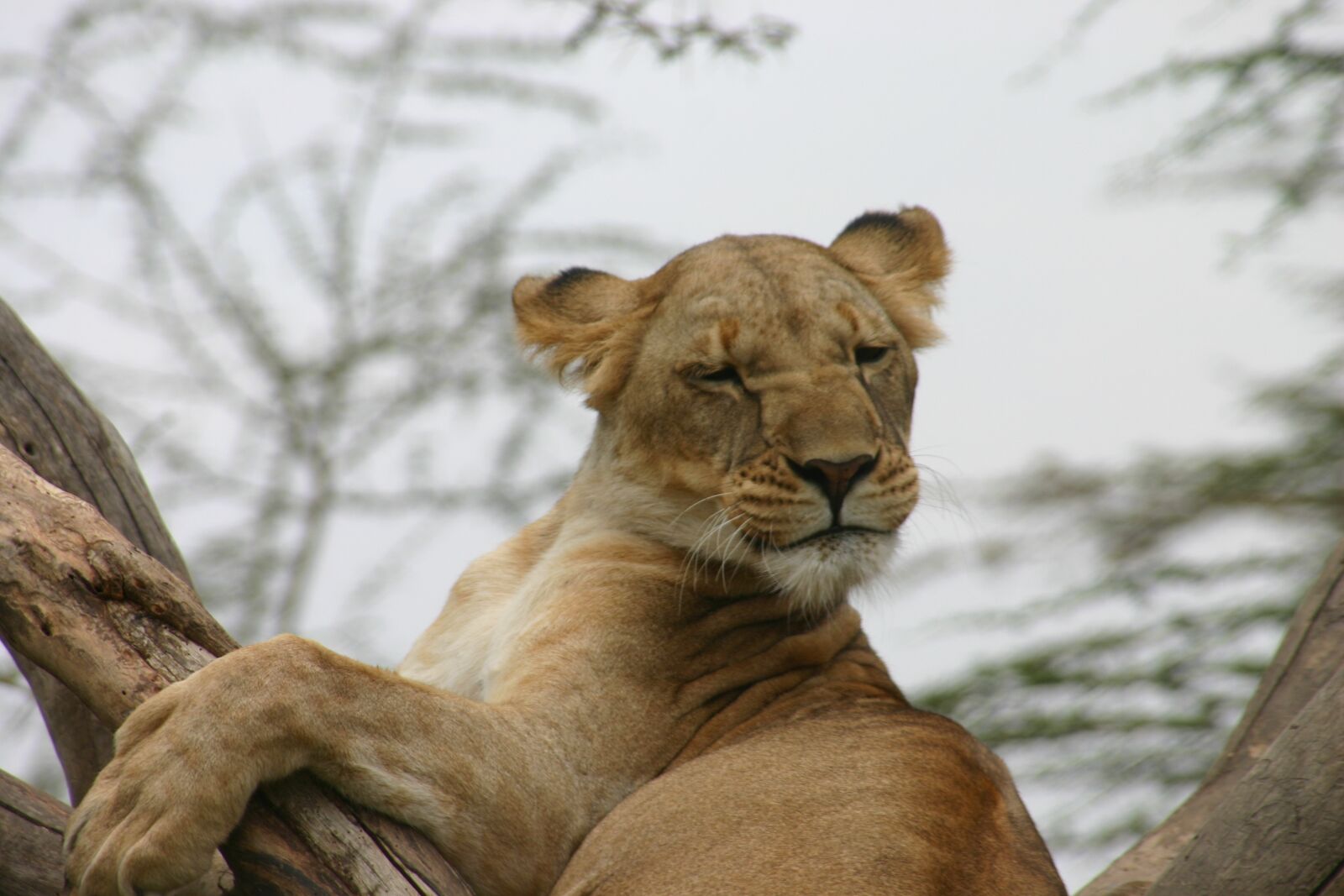 Canon EOS 300D (EOS Digital Rebel / EOS Kiss Digital) sample photo. Lion, lioness, africa photography