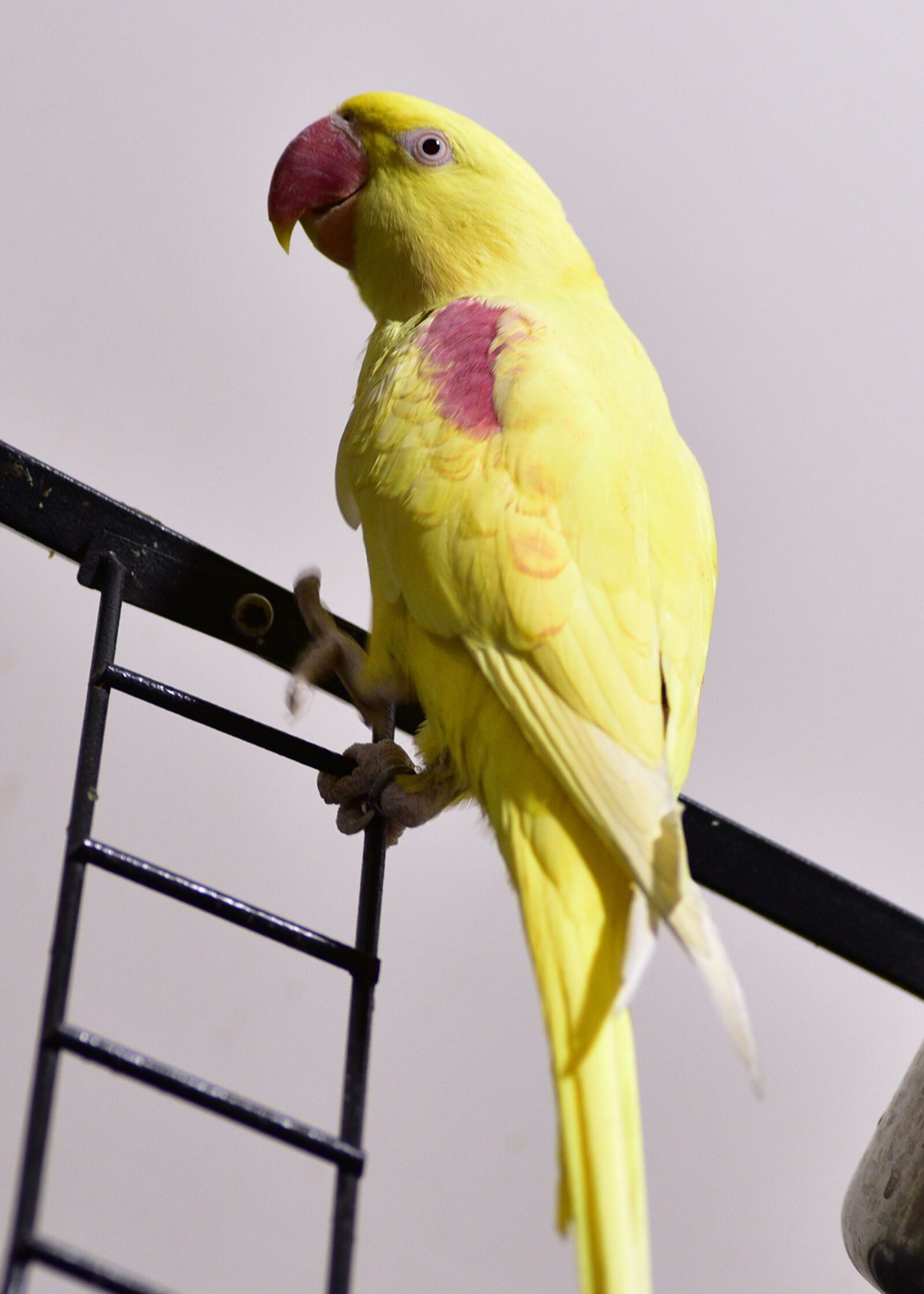 Nikon D750 sample photo. Yellow, parrot photography