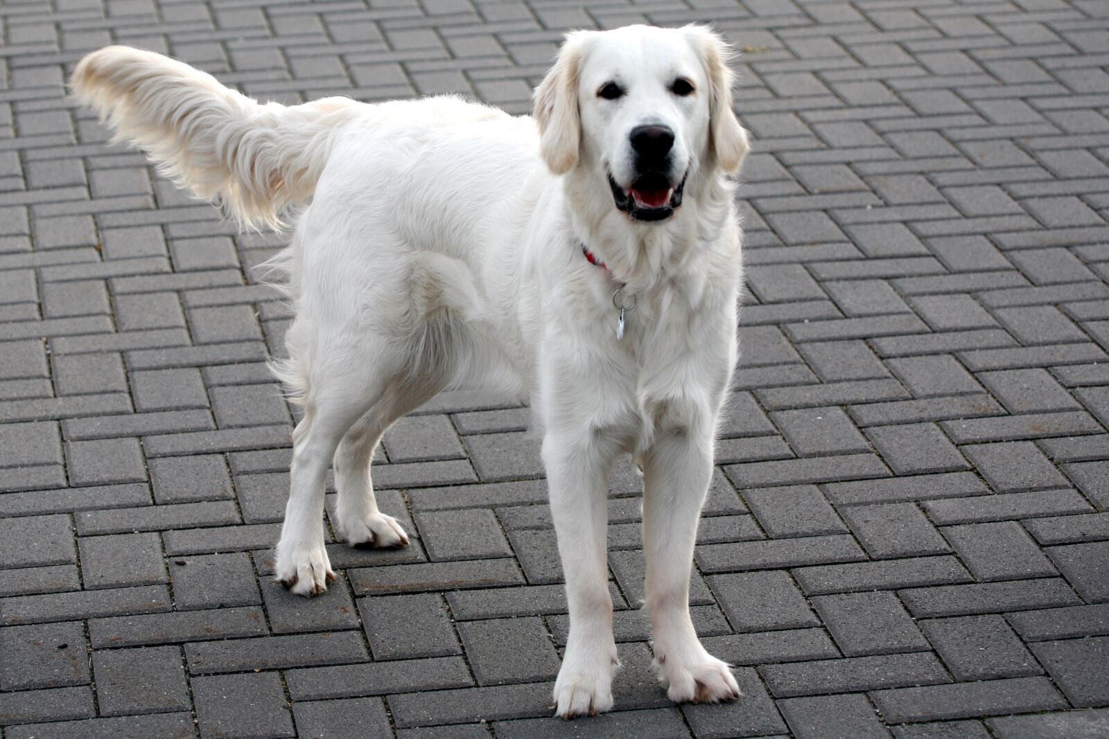 Canon EOS 5D sample photo. Dog, white, retriever photography