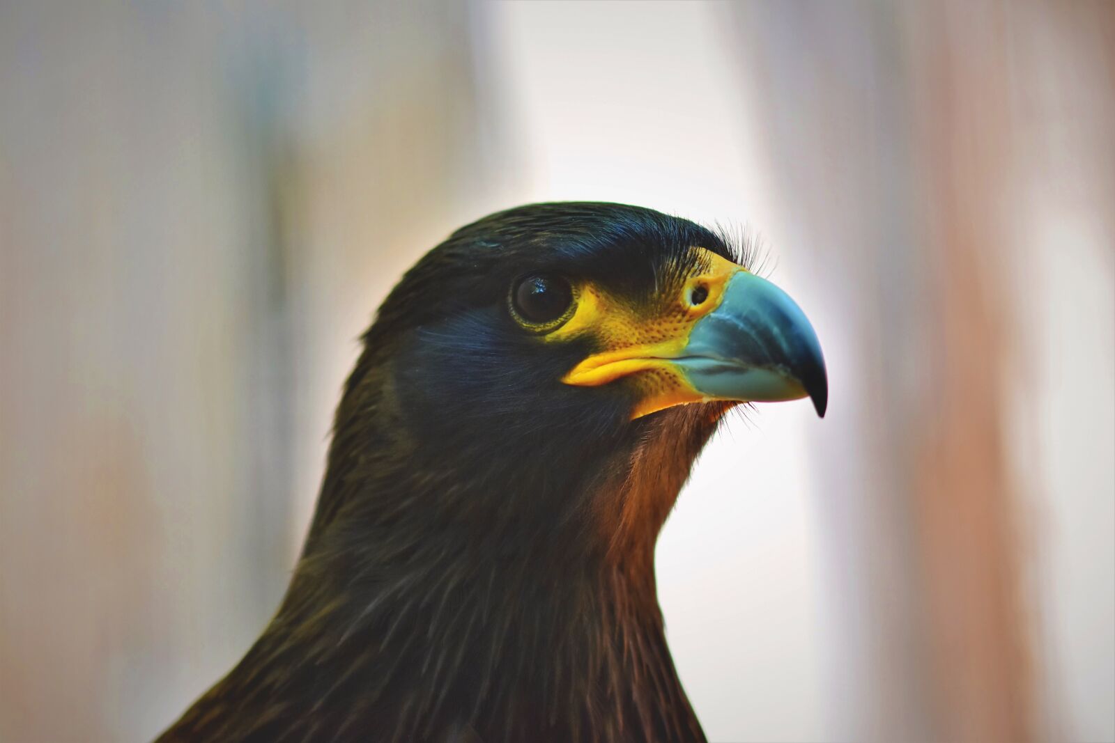 Nikon D7200 sample photo. Buzzard, harris hawk, raptor photography