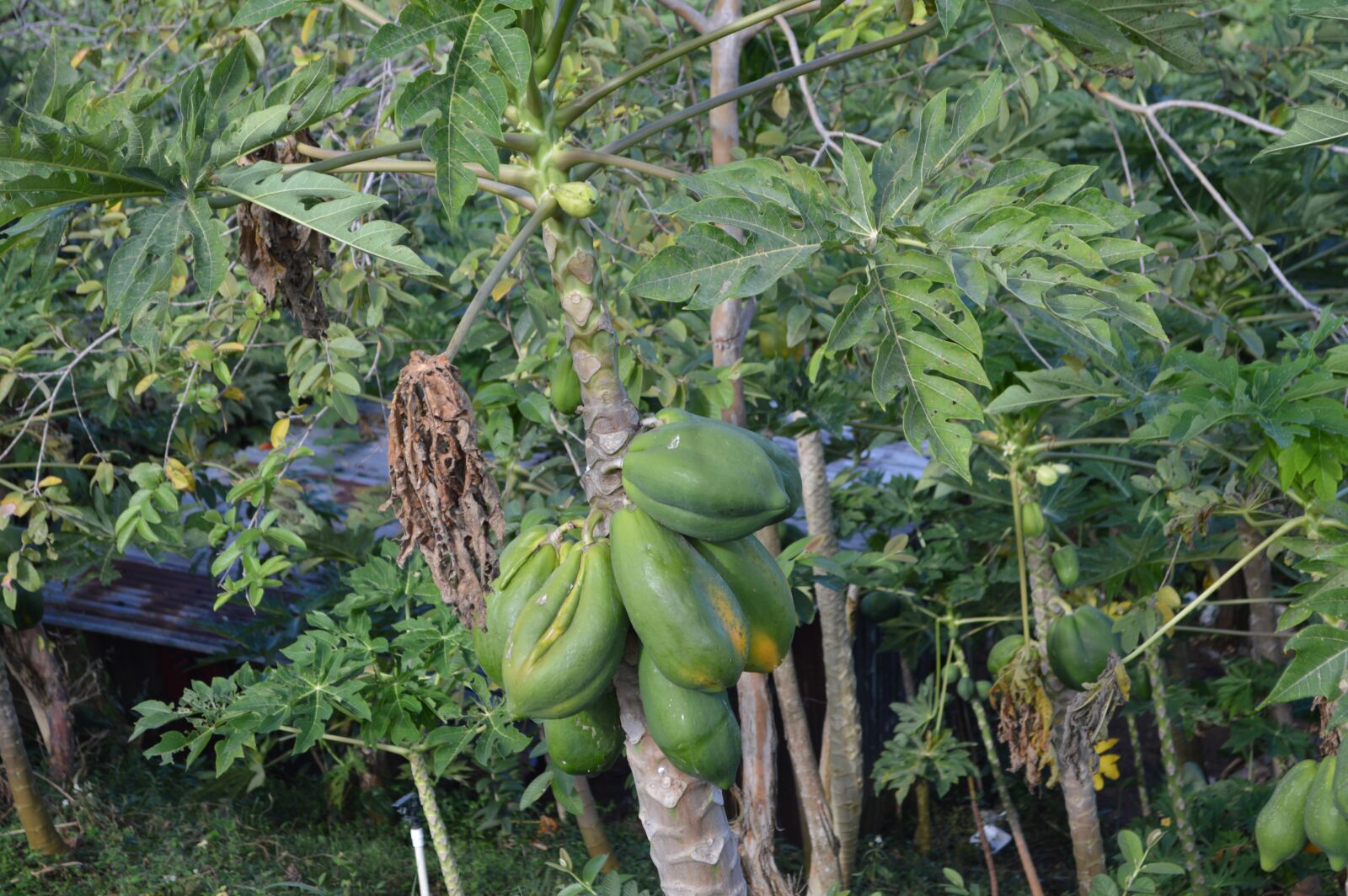 Nikon D3200 sample photo. Fruit, farm, nature photography