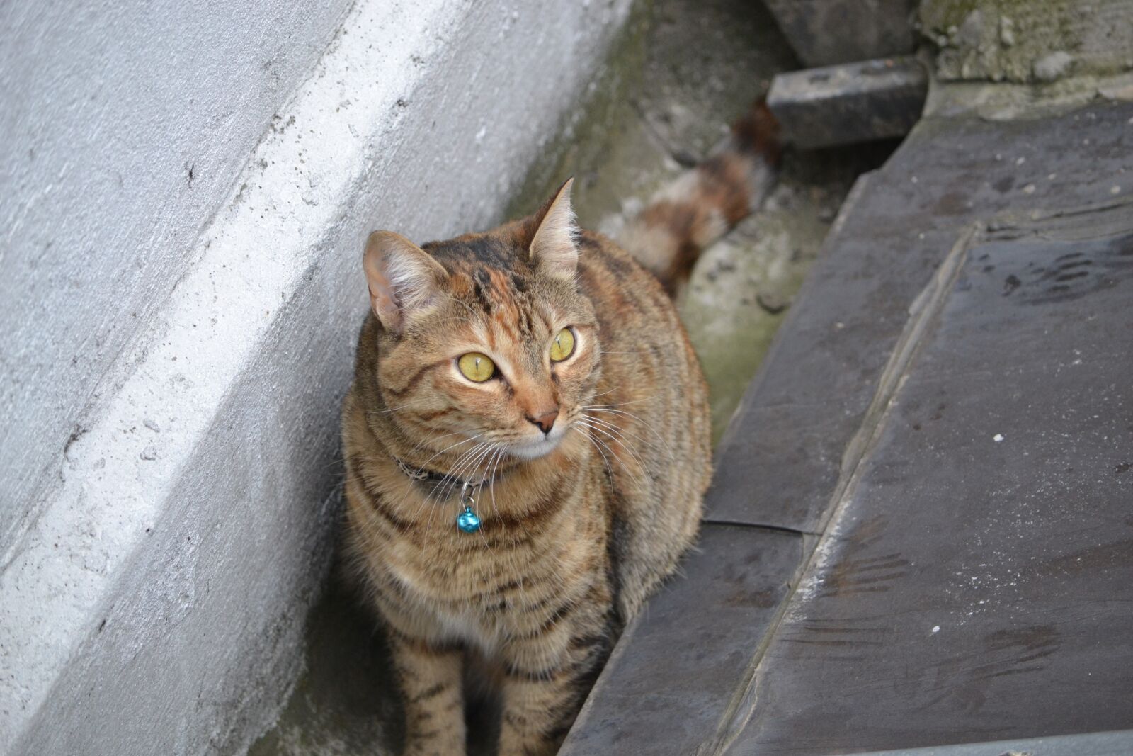 Nikon D3100 sample photo. Cat, animals, pets photography