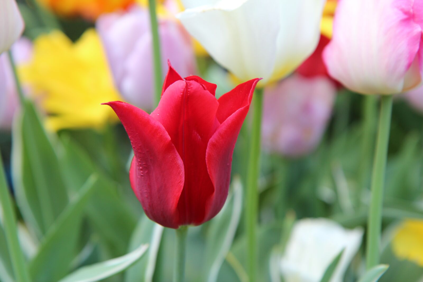 Canon EOS 600D (Rebel EOS T3i / EOS Kiss X5) sample photo. Tulip, red tulip, tulip photography