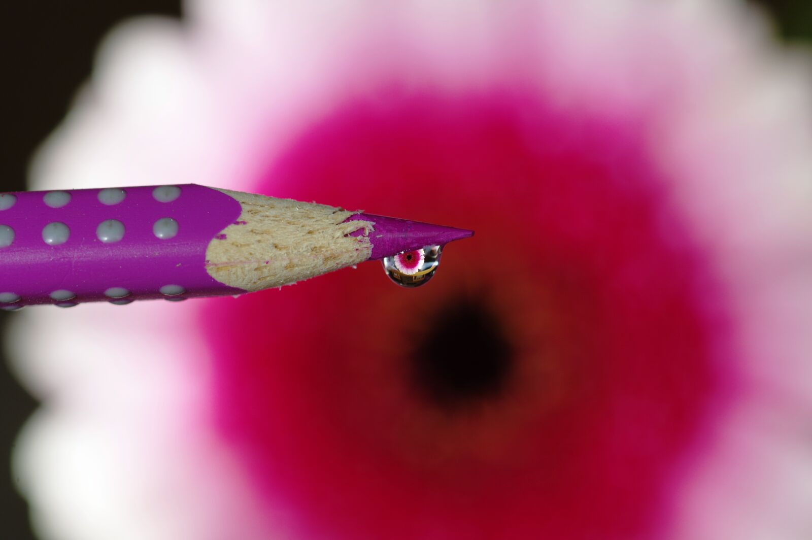 Pentax K-3 sample photo. Drip, blossom, bloom photography