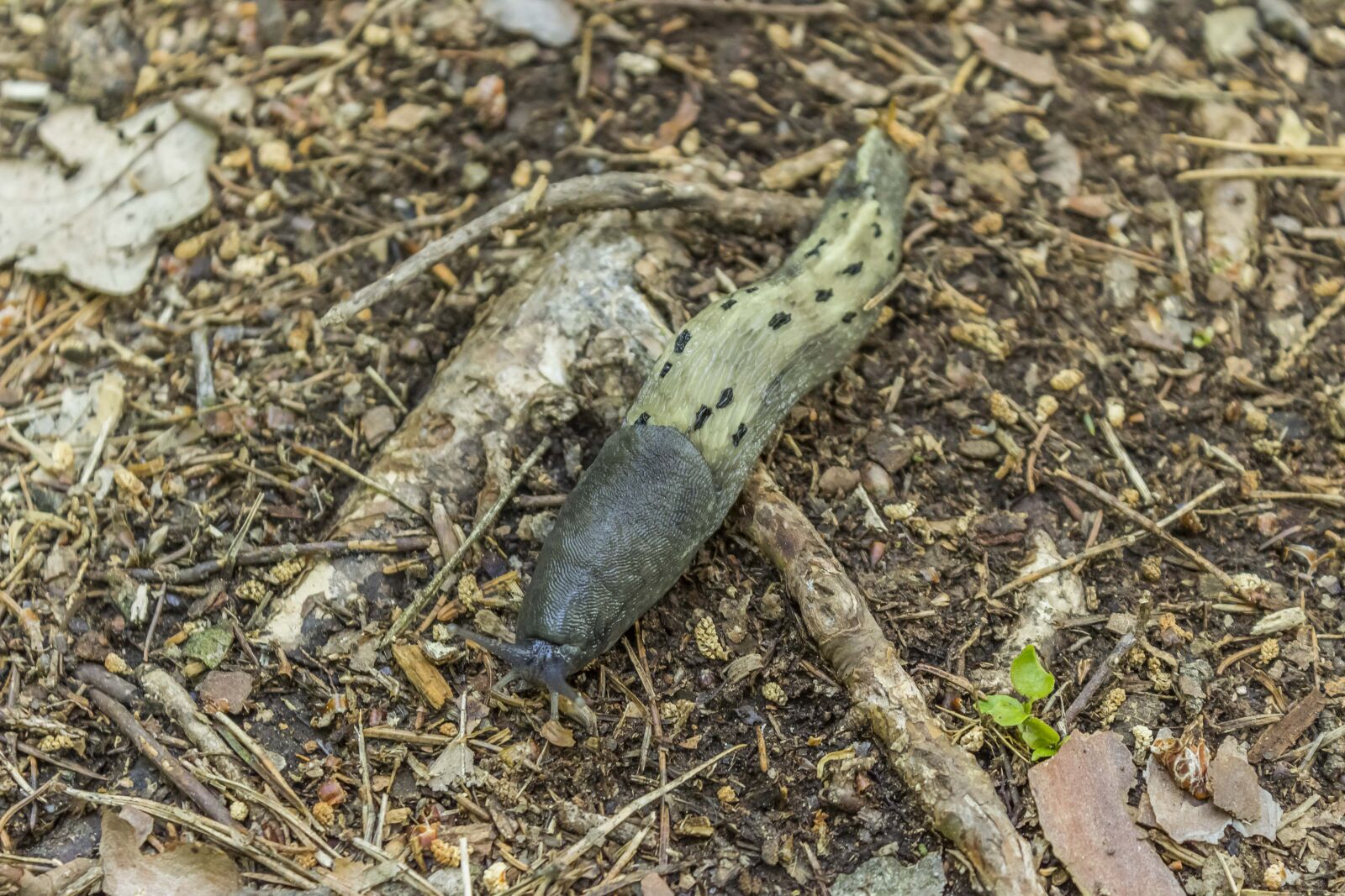 Canon EOS 600D (Rebel EOS T3i / EOS Kiss X5) sample photo. Snail, yellow, animal photography