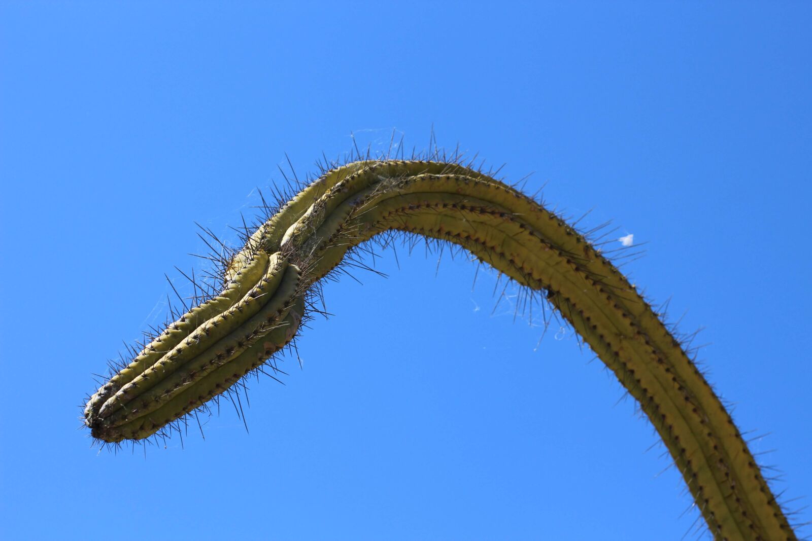 Canon EOS 700D (EOS Rebel T5i / EOS Kiss X7i) sample photo. Cactus, plant, nature photography