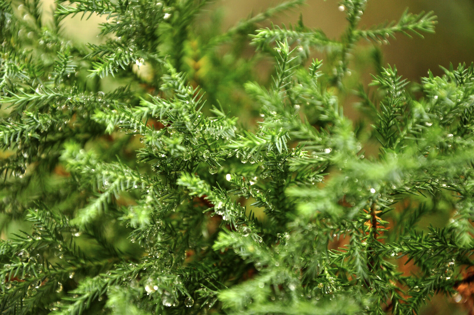 Nikon D90 sample photo. Blade, of, grass, ferns photography