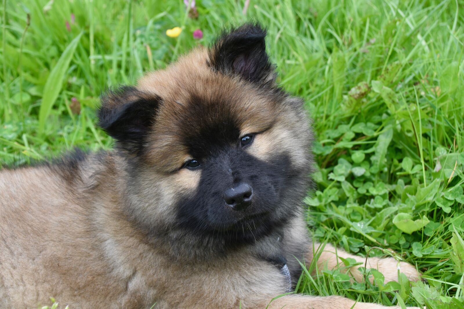 Nikon D5600 sample photo. Dog, puppy, pup photography