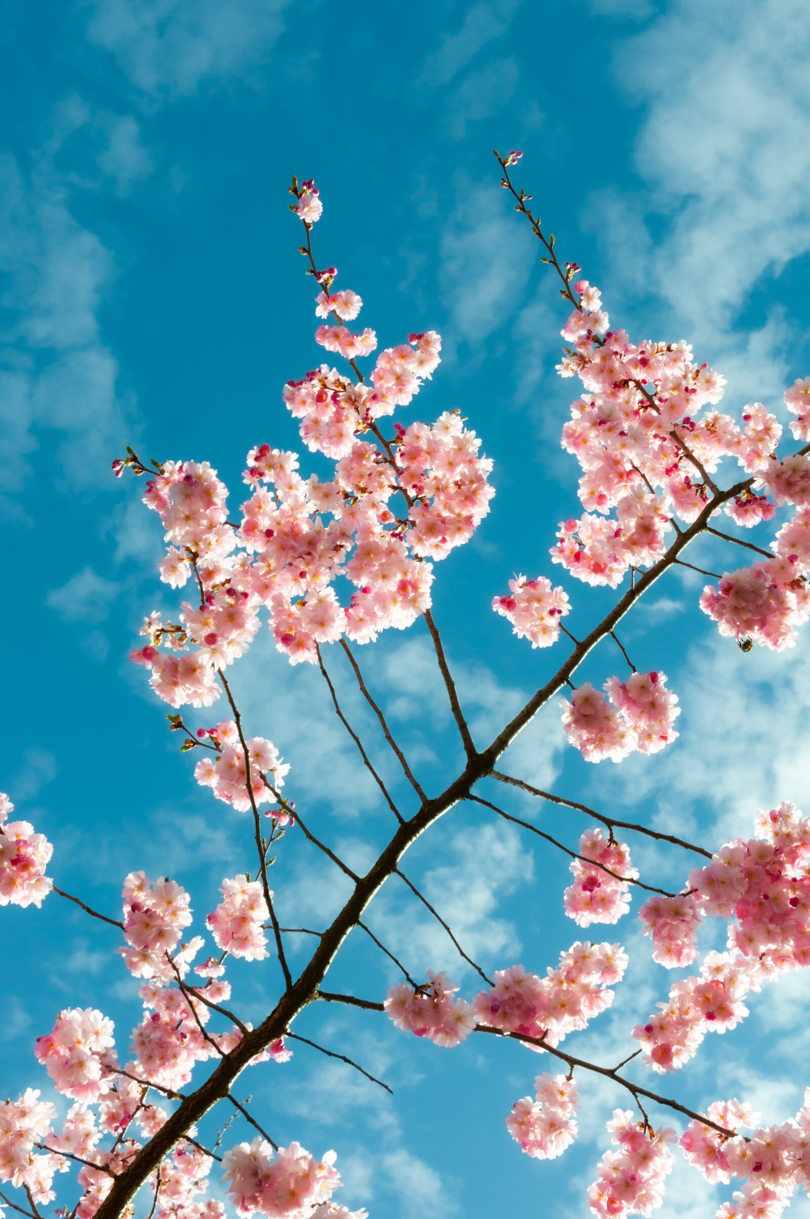 Nikon D90 sample photo. Sakura, spring, bloom photography