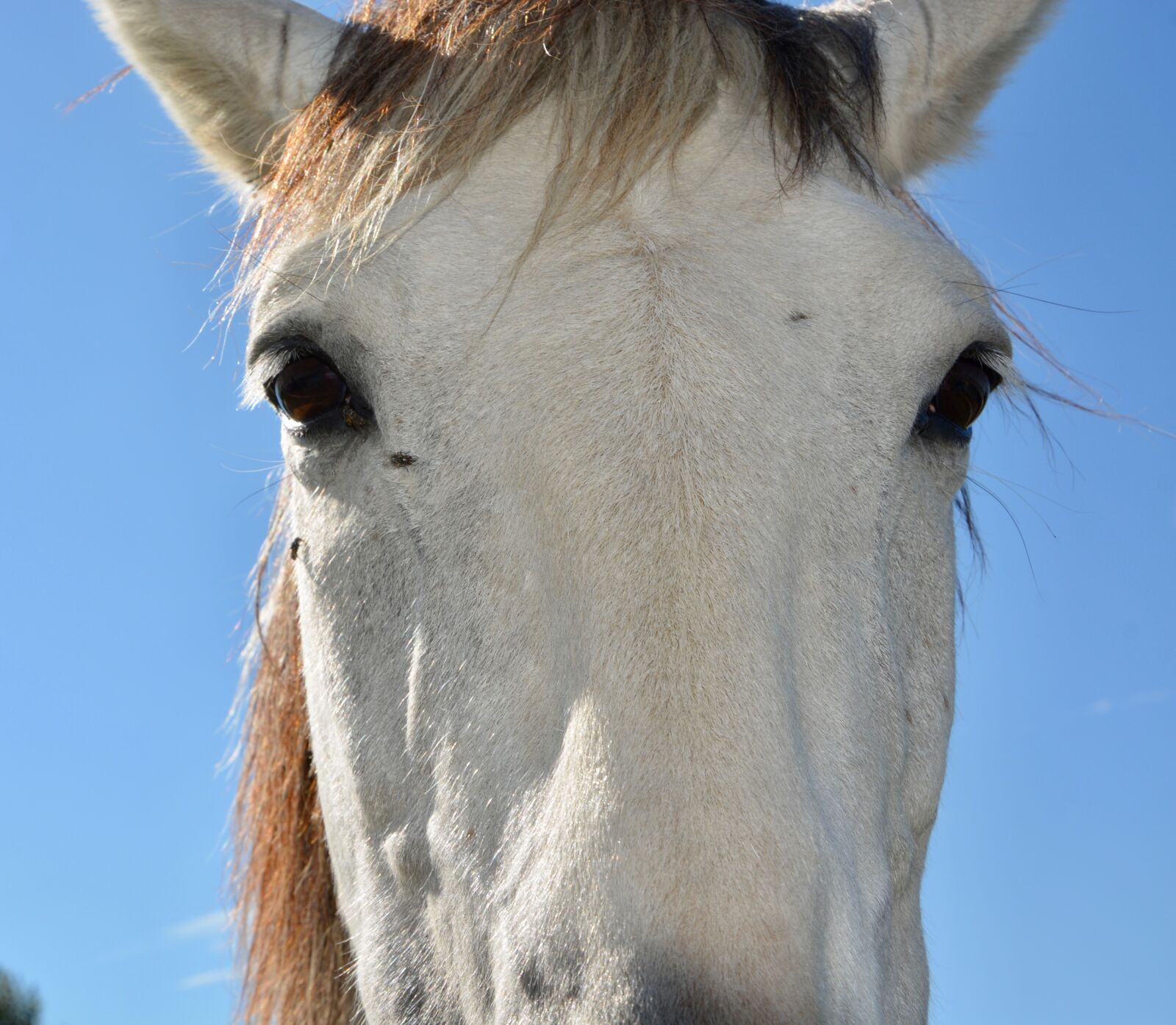 Nikon D5200 sample photo. Horse, portrait, head photography